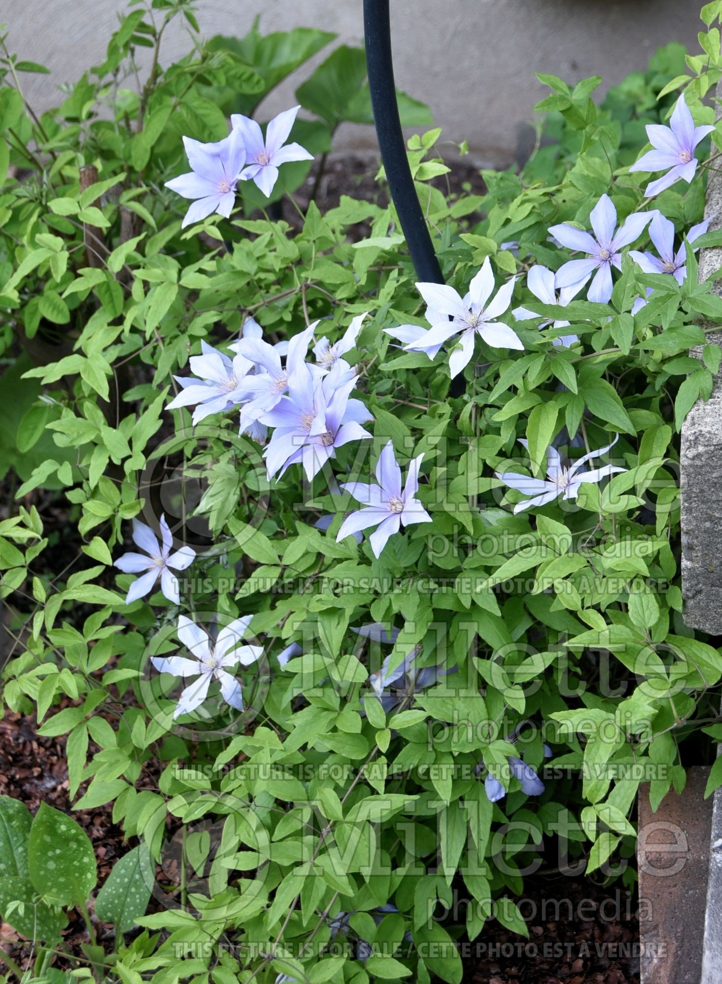 Clematis Scented Clem aka Sugar-Sweet Blue (Clematis) 2