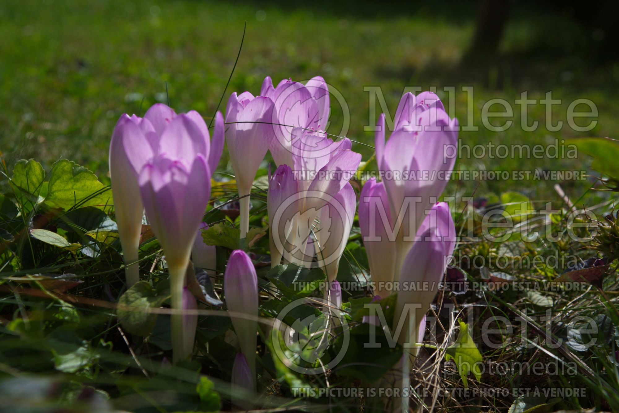 Colchicum Major (meadow saffron) 1