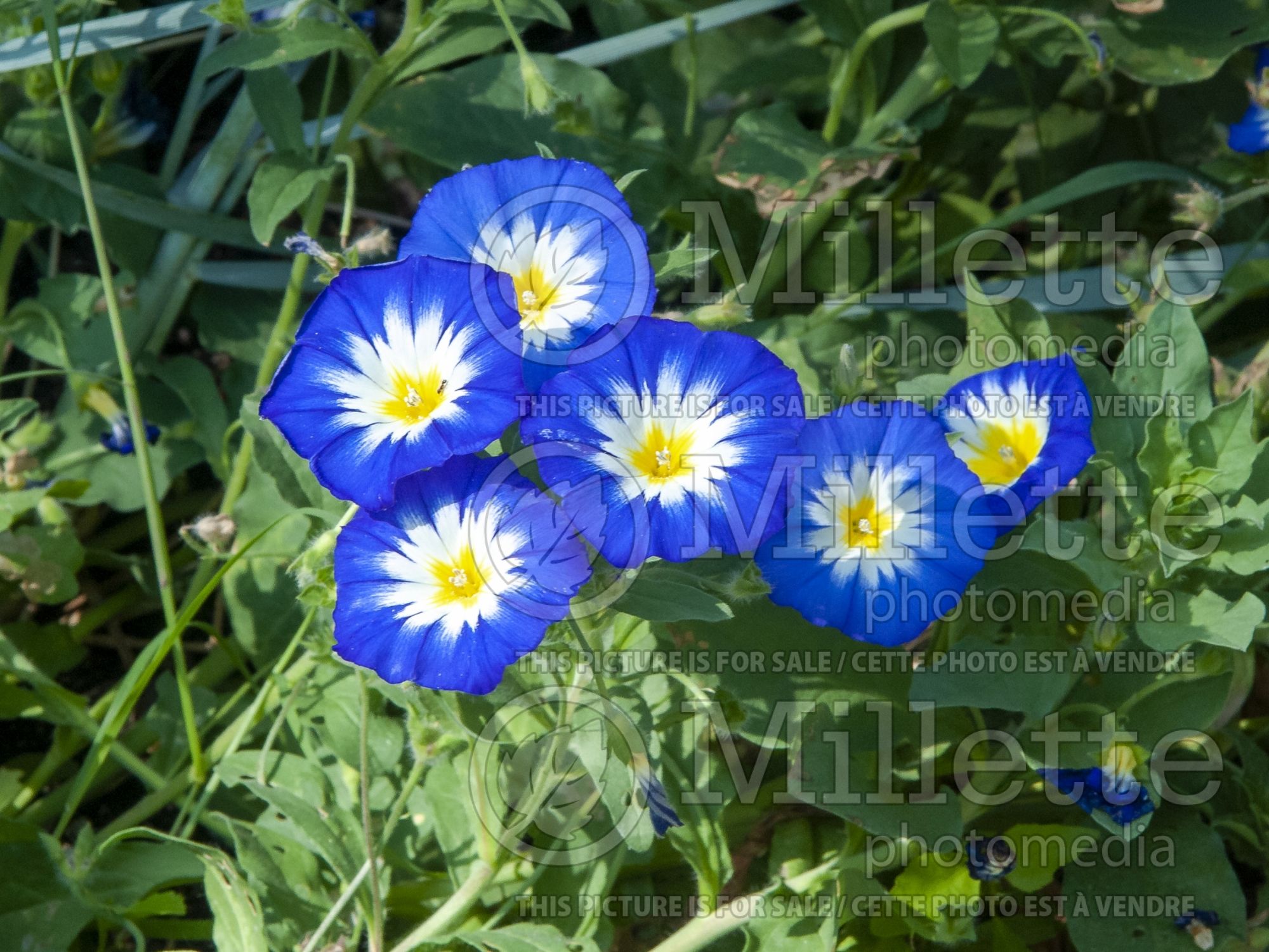 Convolvulus Royal Ensign Blue (Morning Glory) 2
