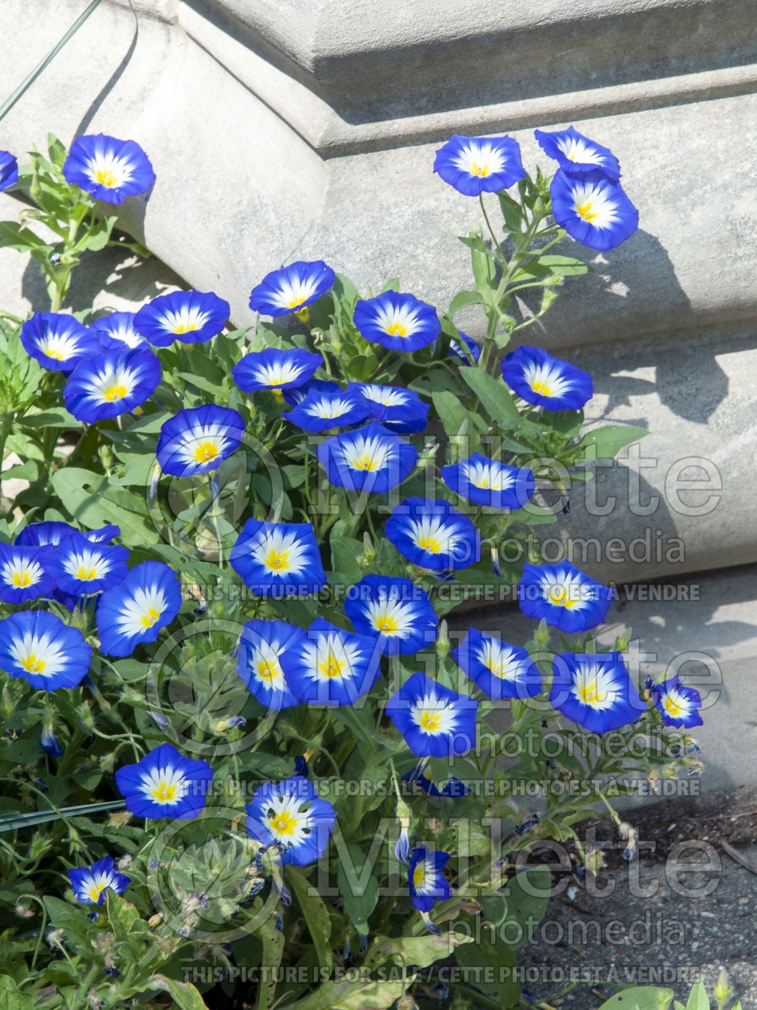 Convolvulus Royal Ensign Blue (Morning Glory) 3
