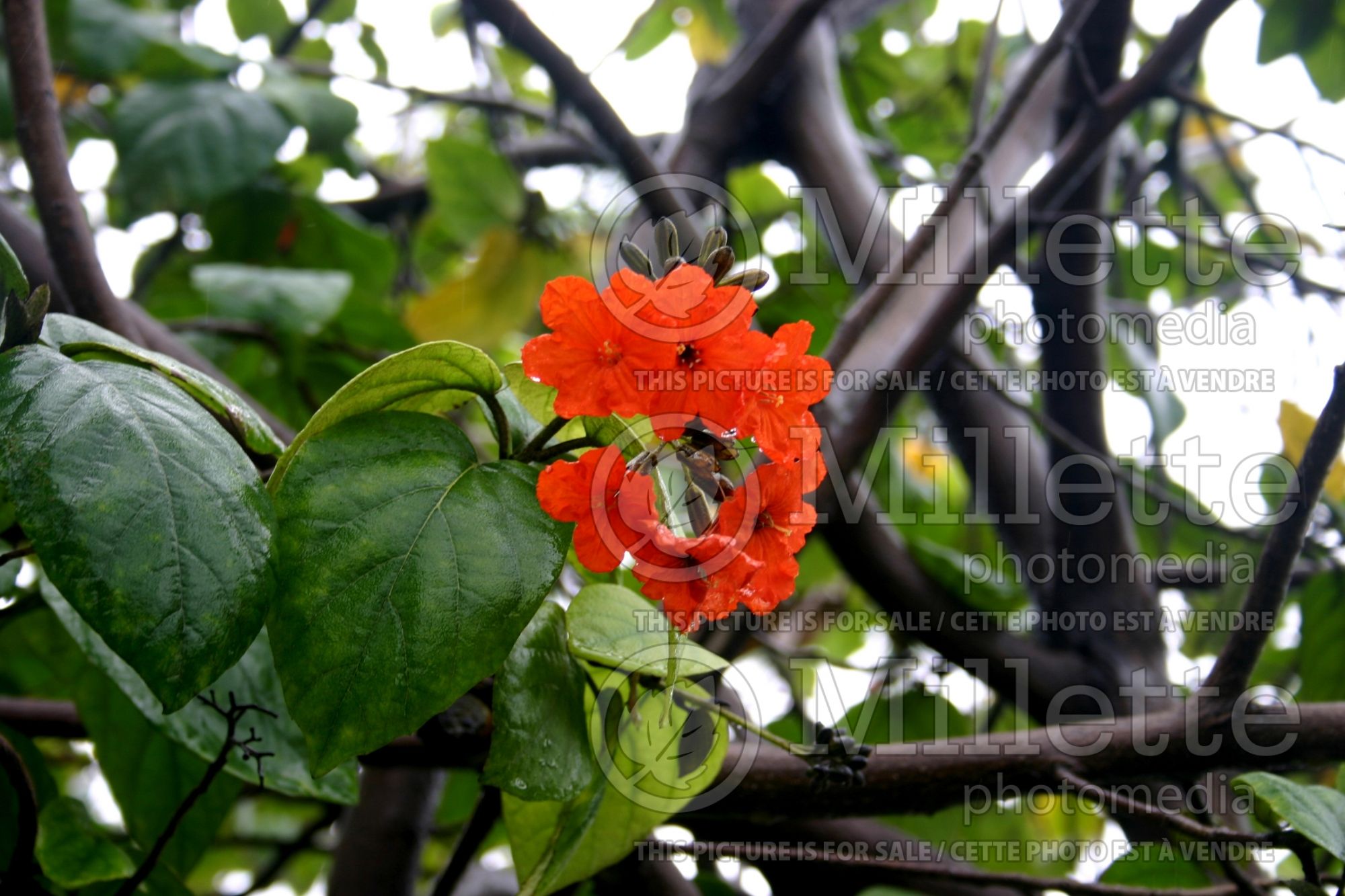 Cordia sebestena (siricote or kopté) 1