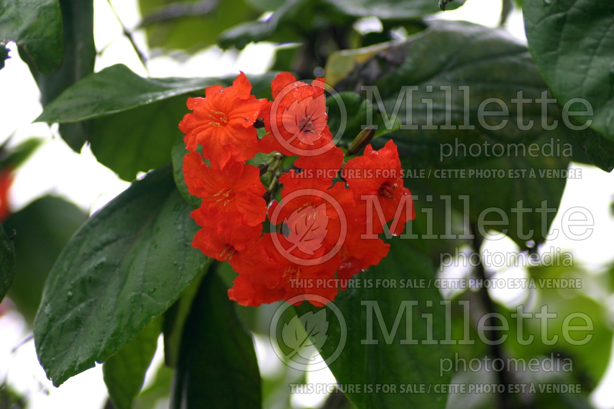Cordia sebestena (siricote or kopté) 2