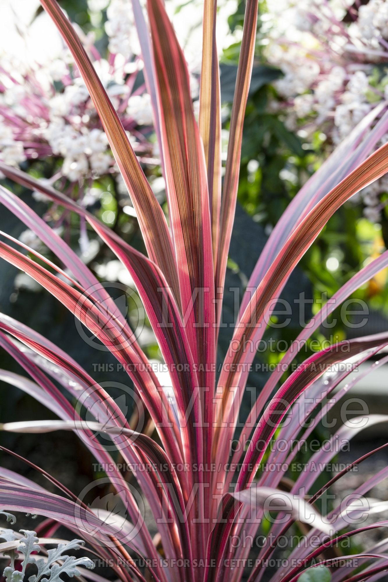 Cordyline Cherry Sensation (False Dracaena) 2