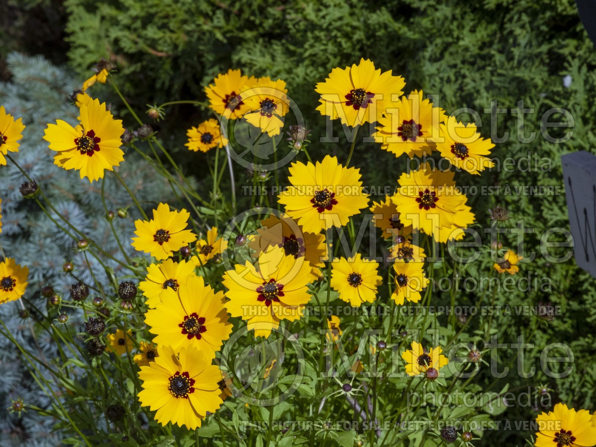 Coreopsis basalis (Golden-mane Coreopsis Tickseed) 1