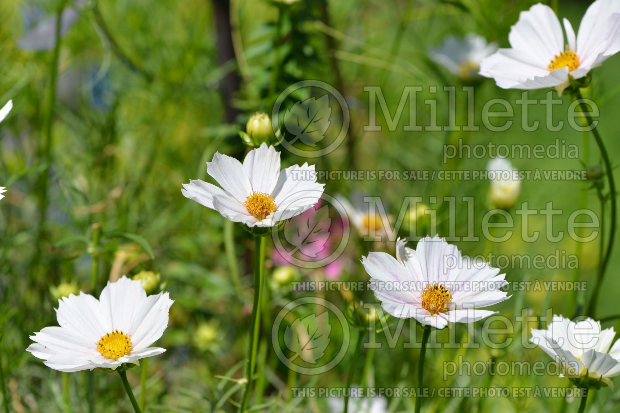 Coreopsis Big Bang Star Cluster (Tickseed) 4