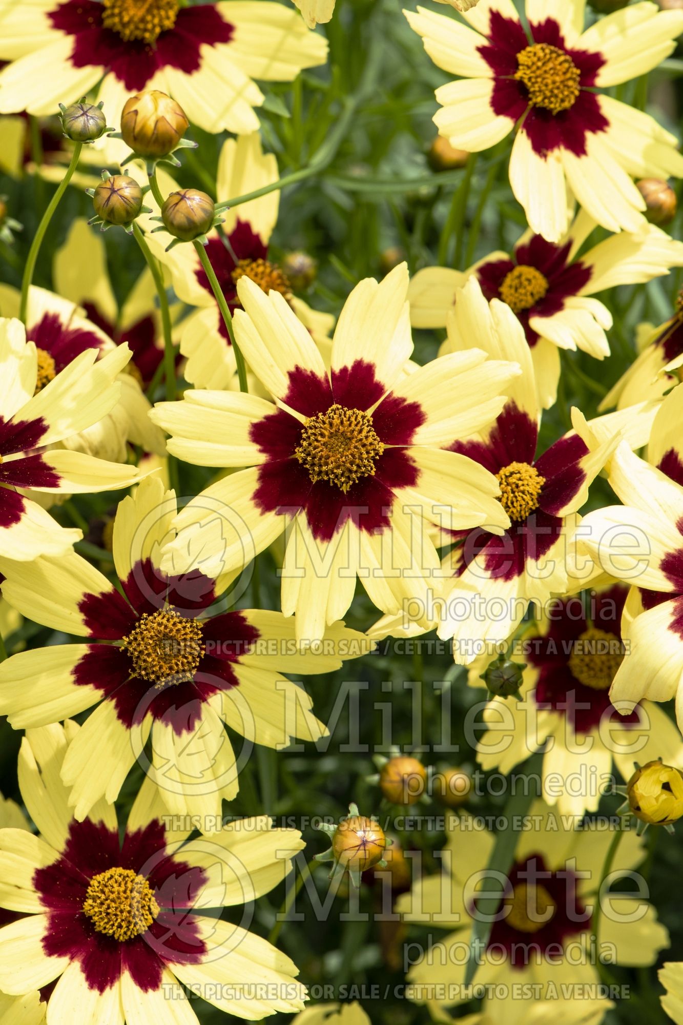 Coreopsis Electric Sunshine (Tickseed) 2
