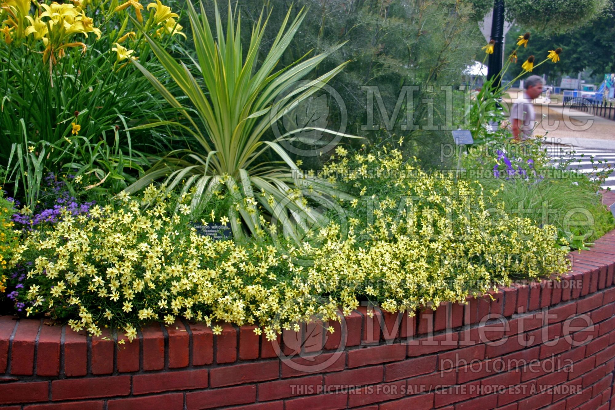 Coreopsis Moonbeam (Tickseed) 9
