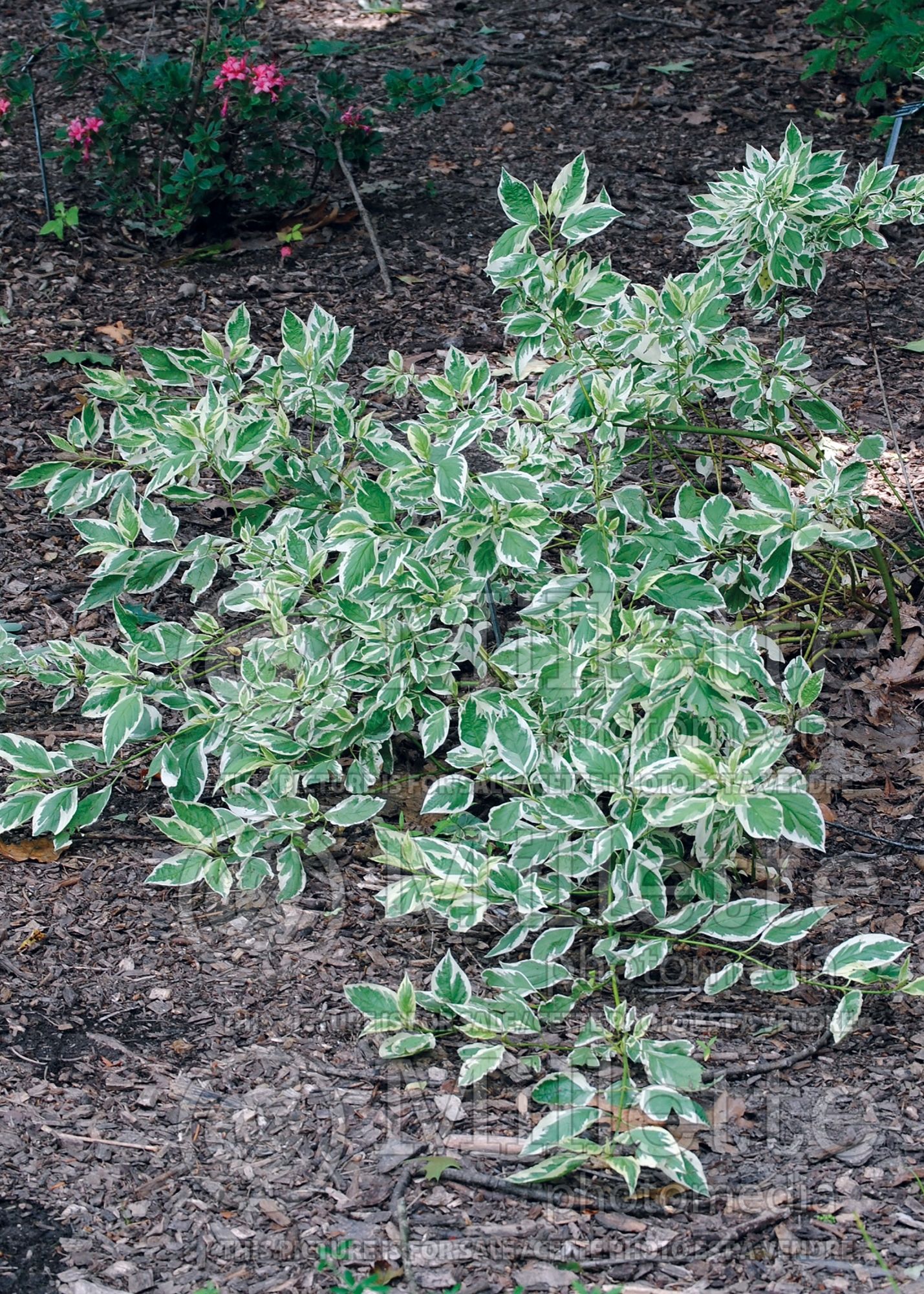 Cornus Creme de Mint (Dogwood) 4