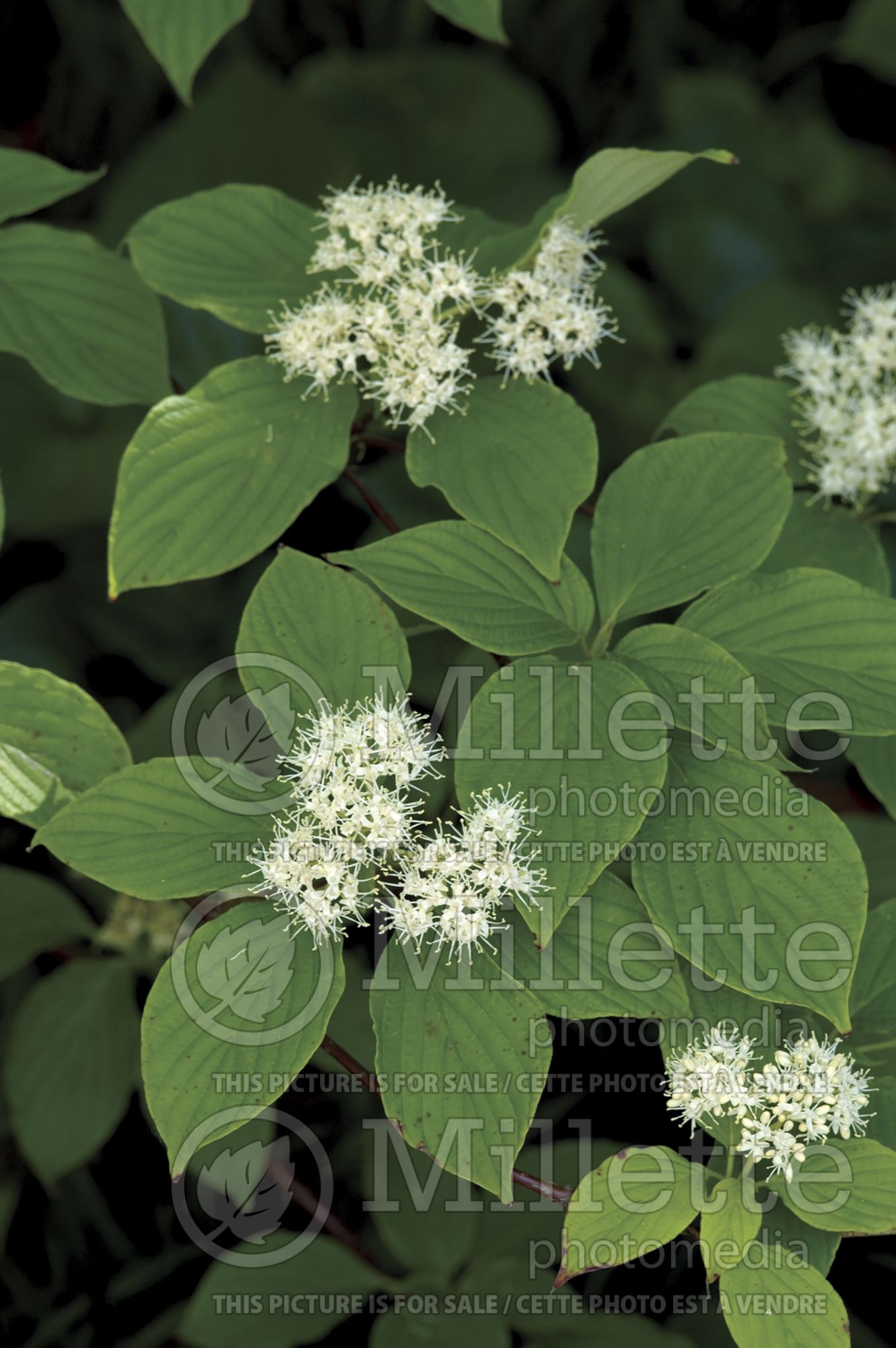 Cornus alternifolia (Pagoda dogwood) 5