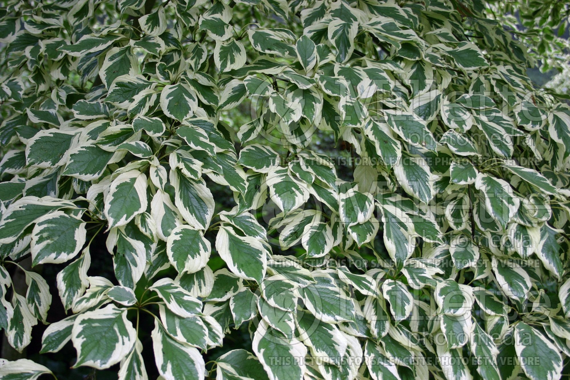 Cornus Argentea (Pagoda dogwood) 2