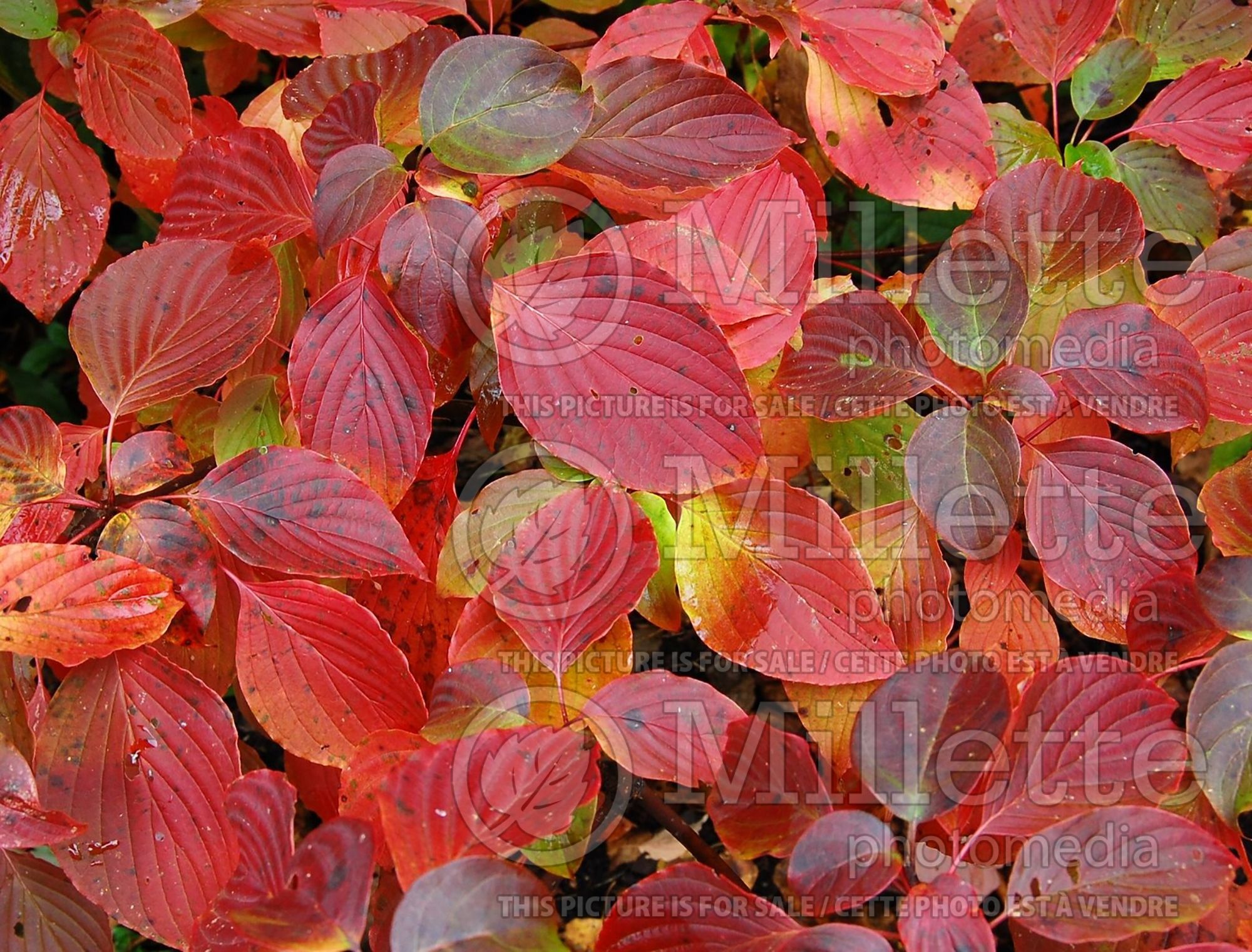 Cornus alternifolia (Pagoda dogwood) 7