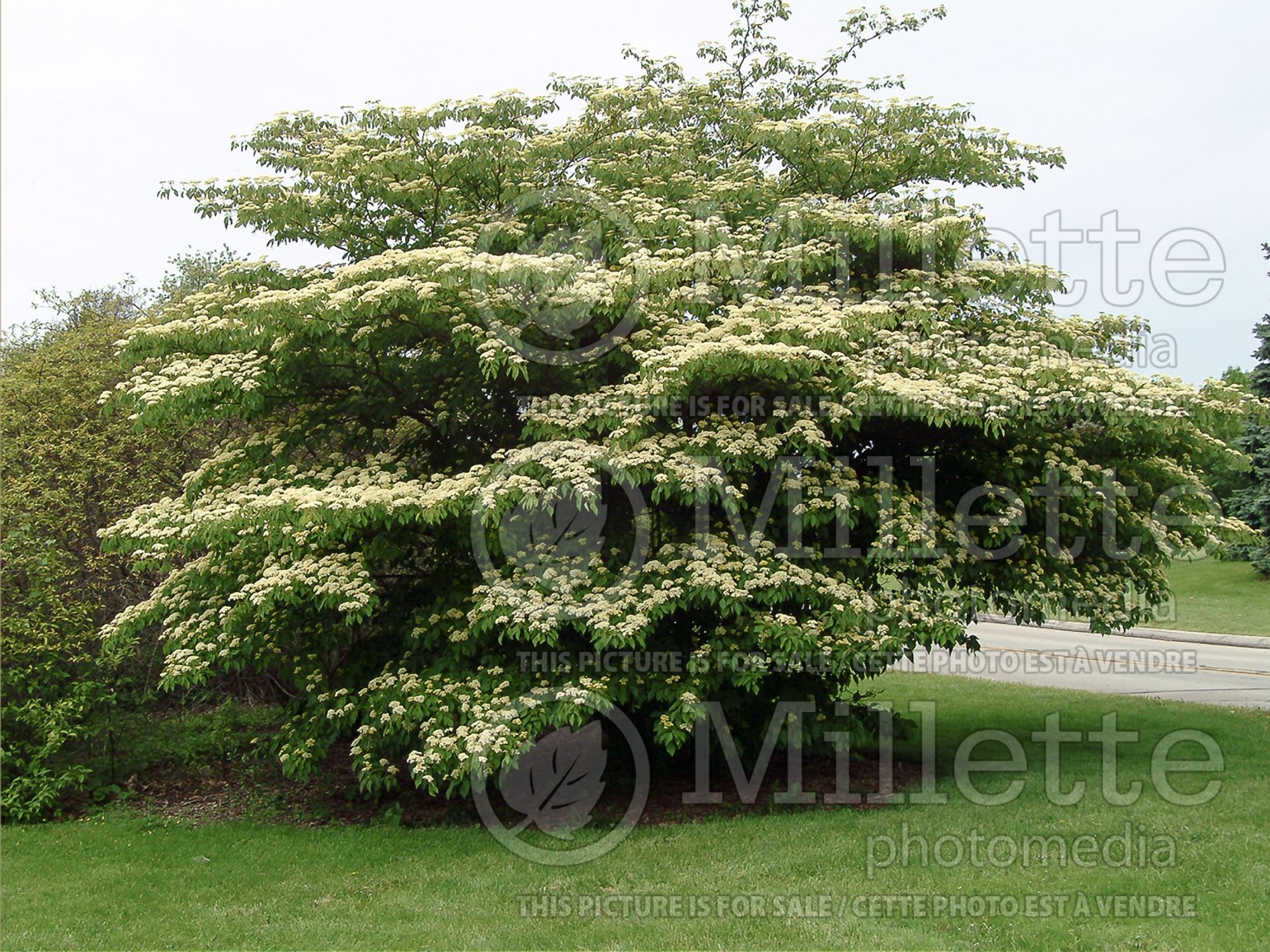 Cornus alternifolia (Pagoda dogwood) 4
