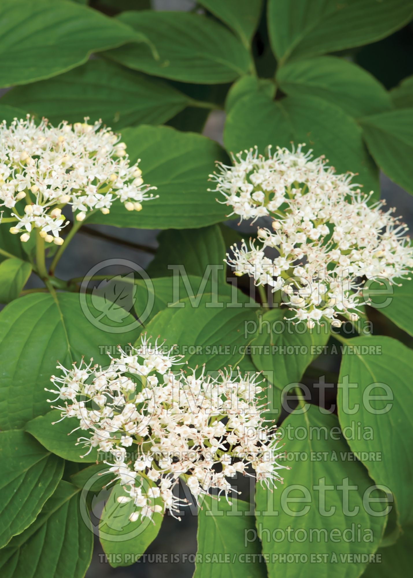Cornus alternifolia (Pagoda dogwood) 6