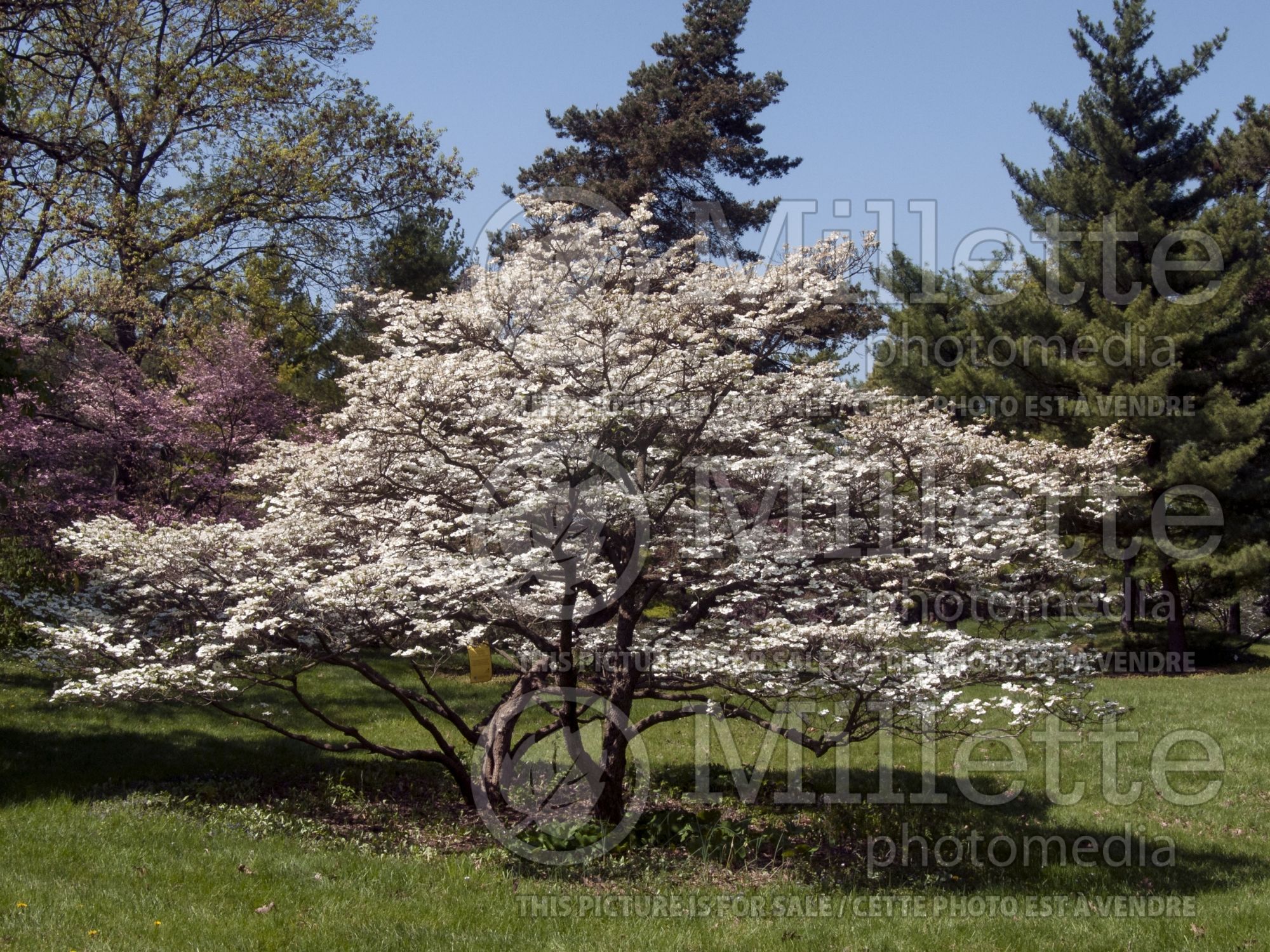Cornus florida (Dogwood) 2