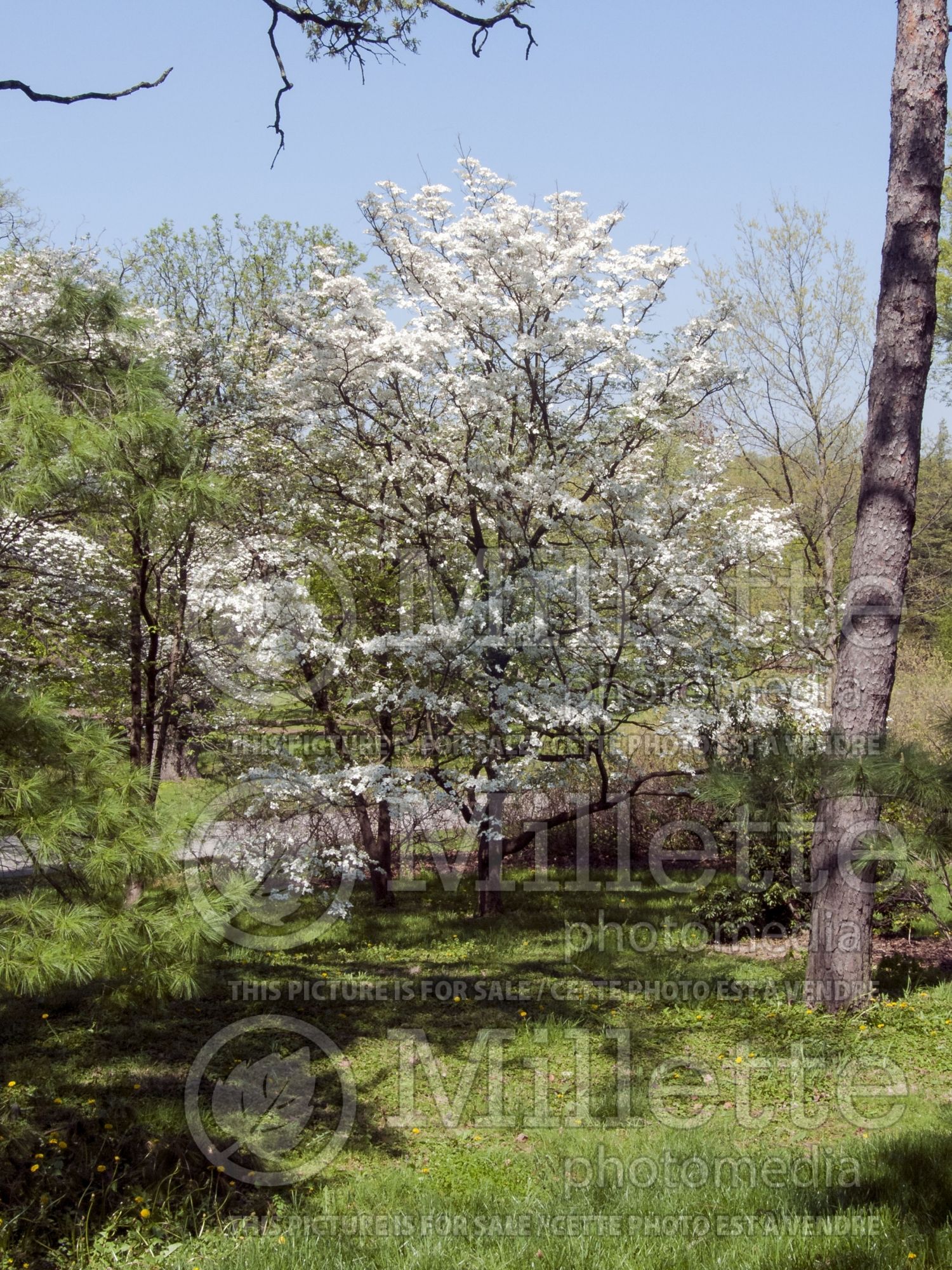 Cornus florida (Dogwood) 3