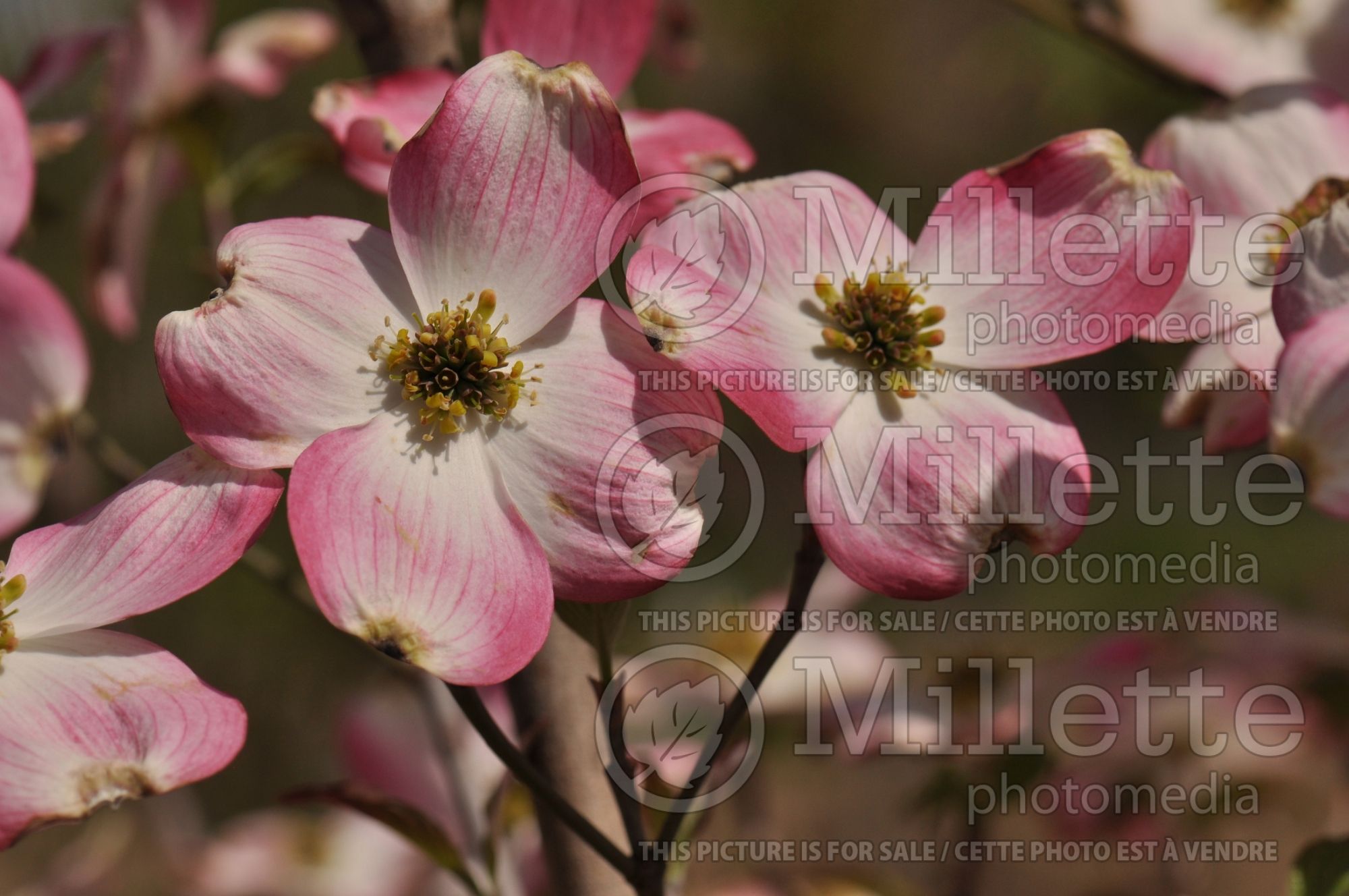 Cornus Cherokee Brave (Dogwood) 2