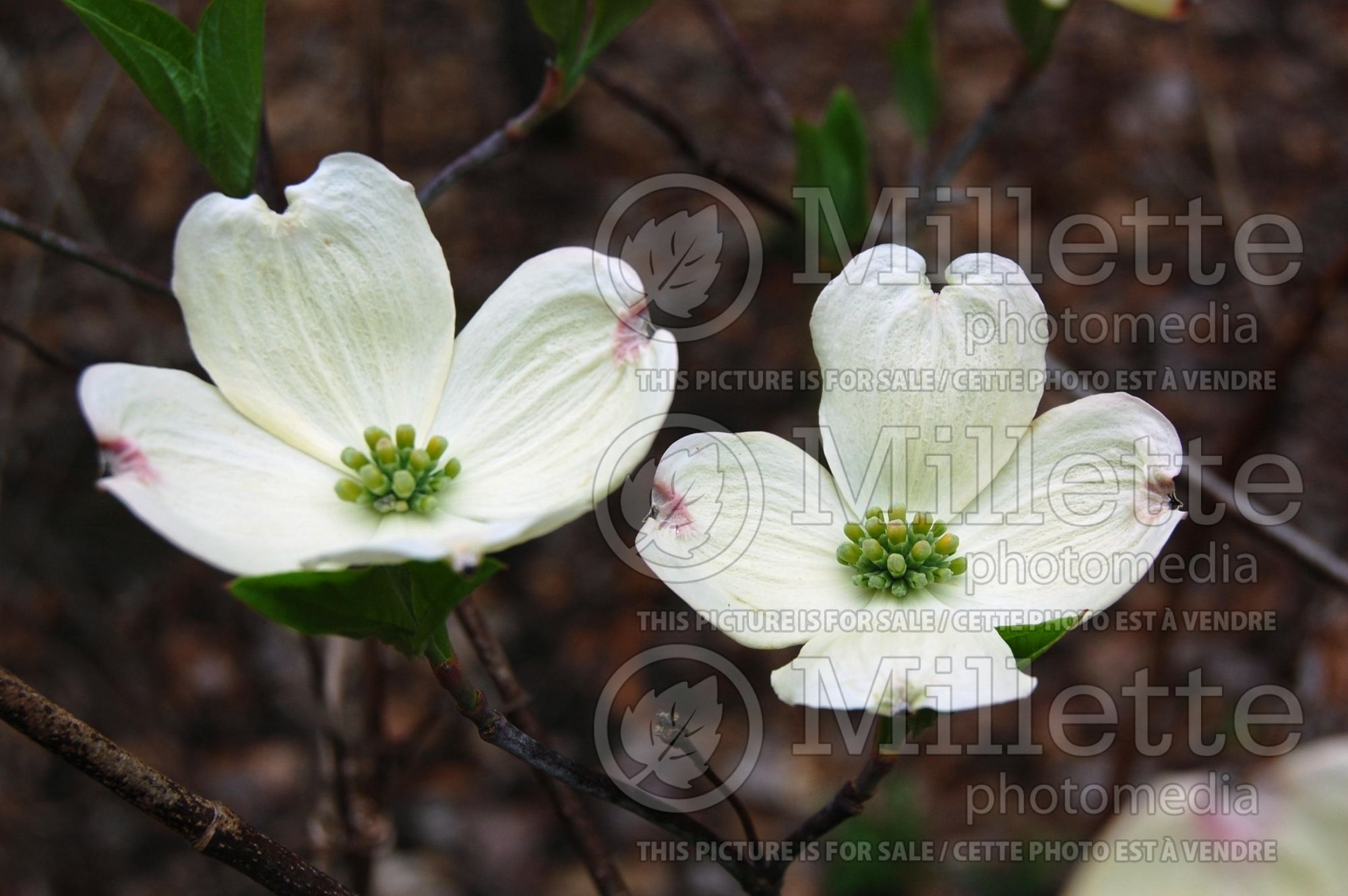 Cornus Cherokee Princess aka Sno-White (Dogwood) 2
