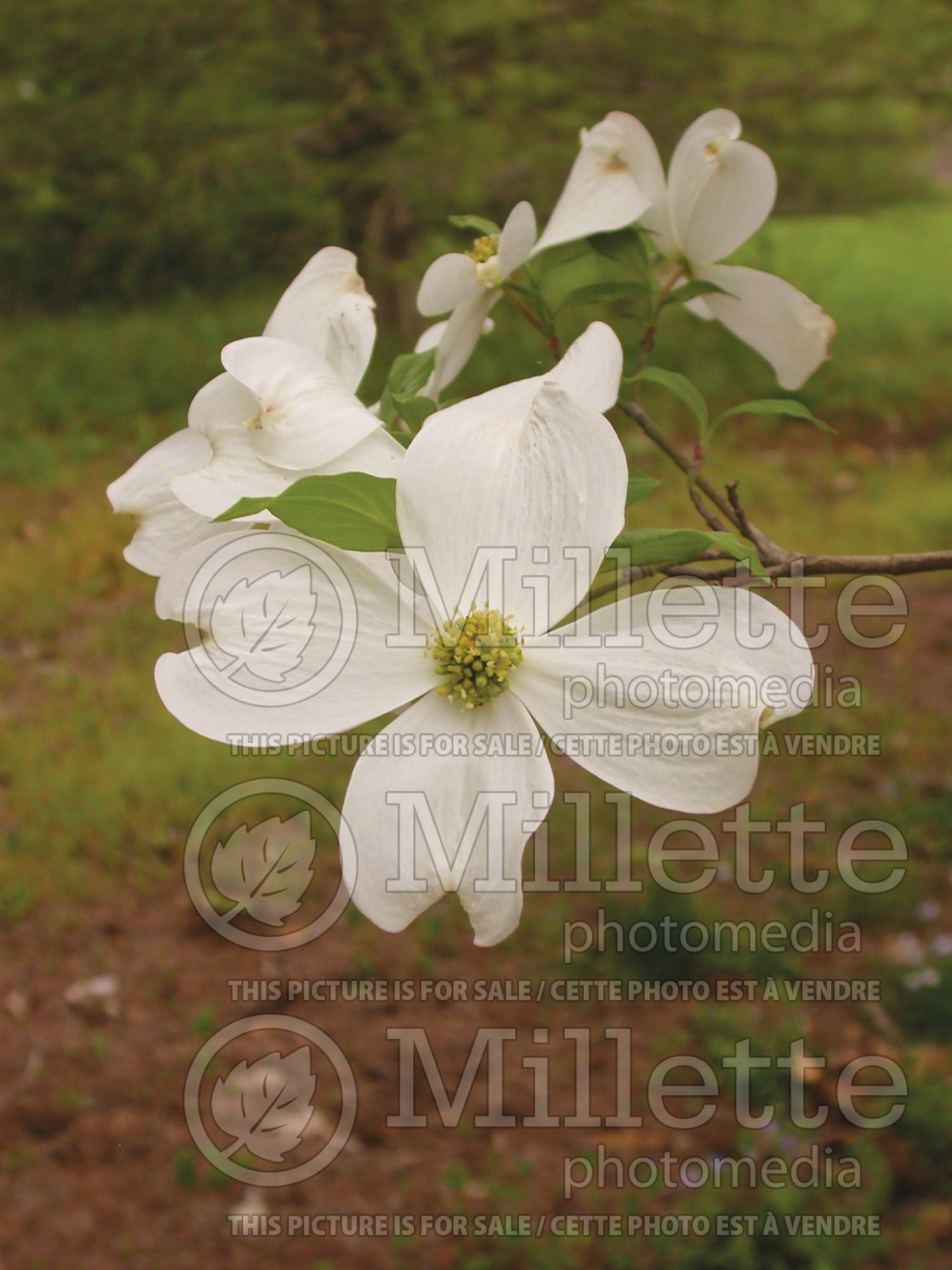 Cornus Cherokee Princess aka Sno-White (Dogwood) 3