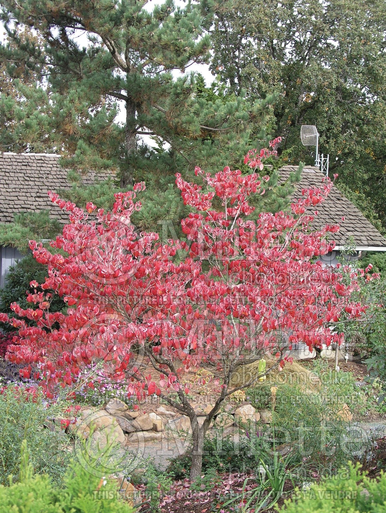 Cornus florida (Dogwood) 4