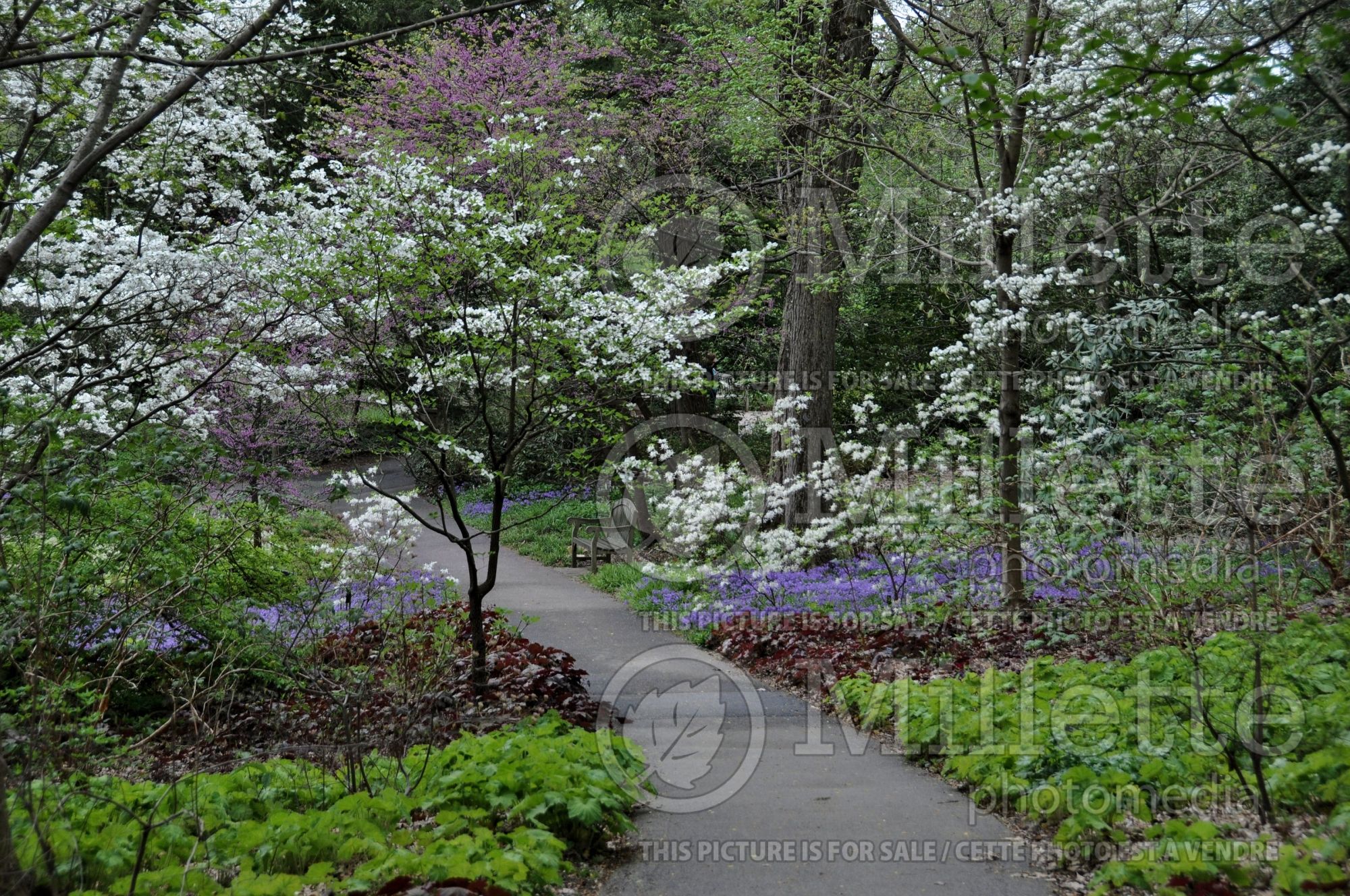 Cornus florida (Dogwood) 5