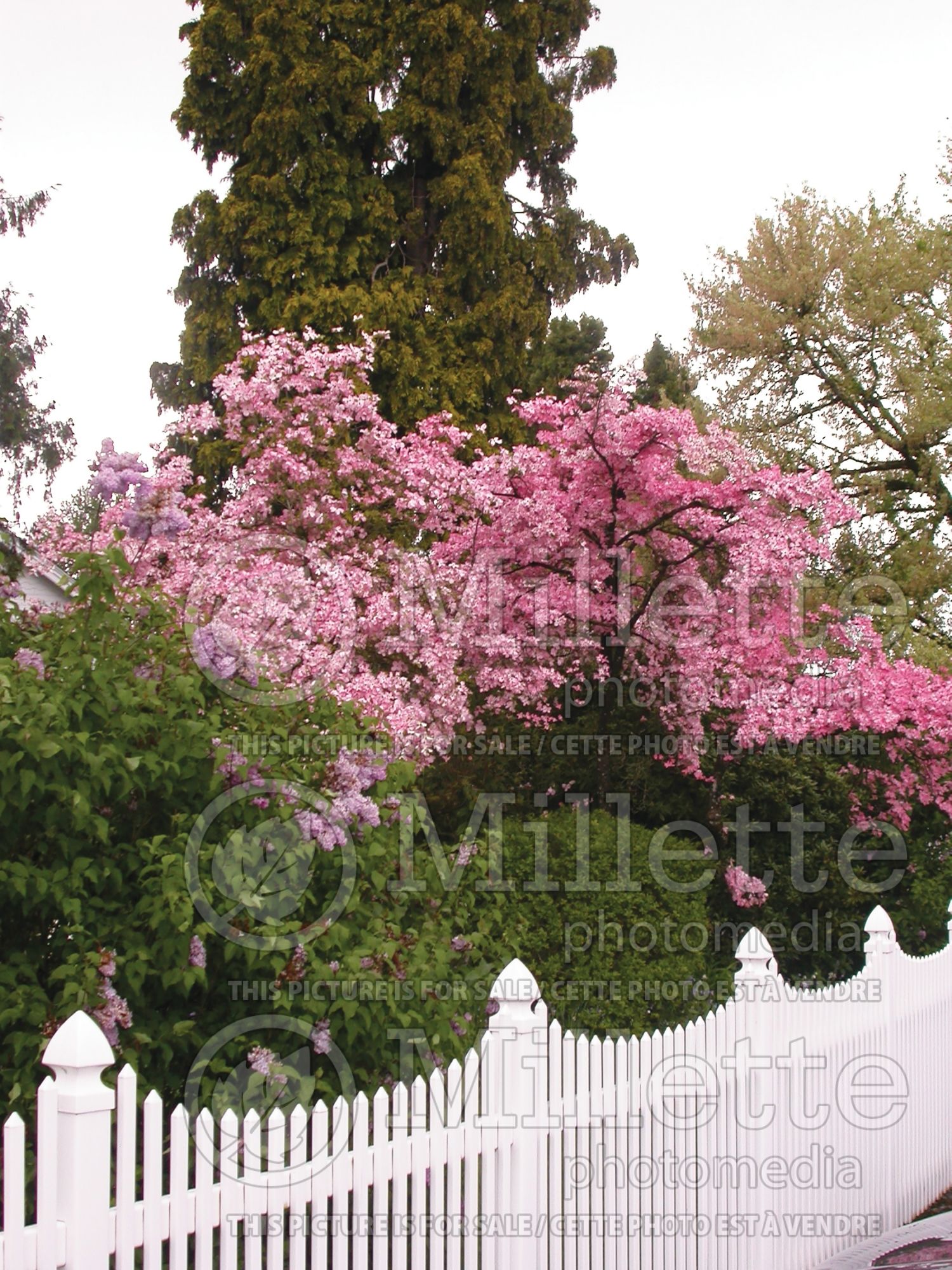 Cornus florida (Dogwood) 6