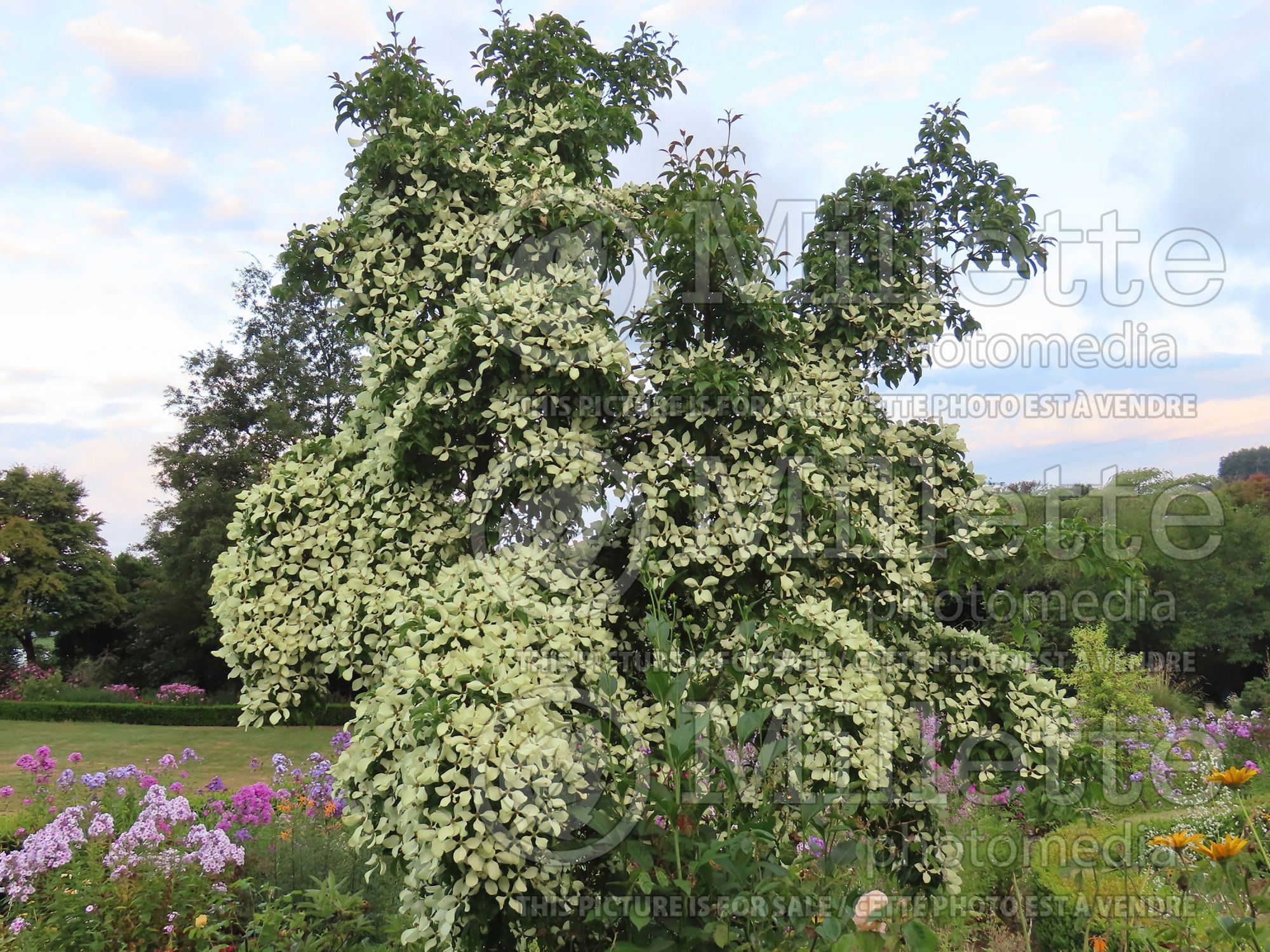 Cornus hongkongensis (dogwood) 1