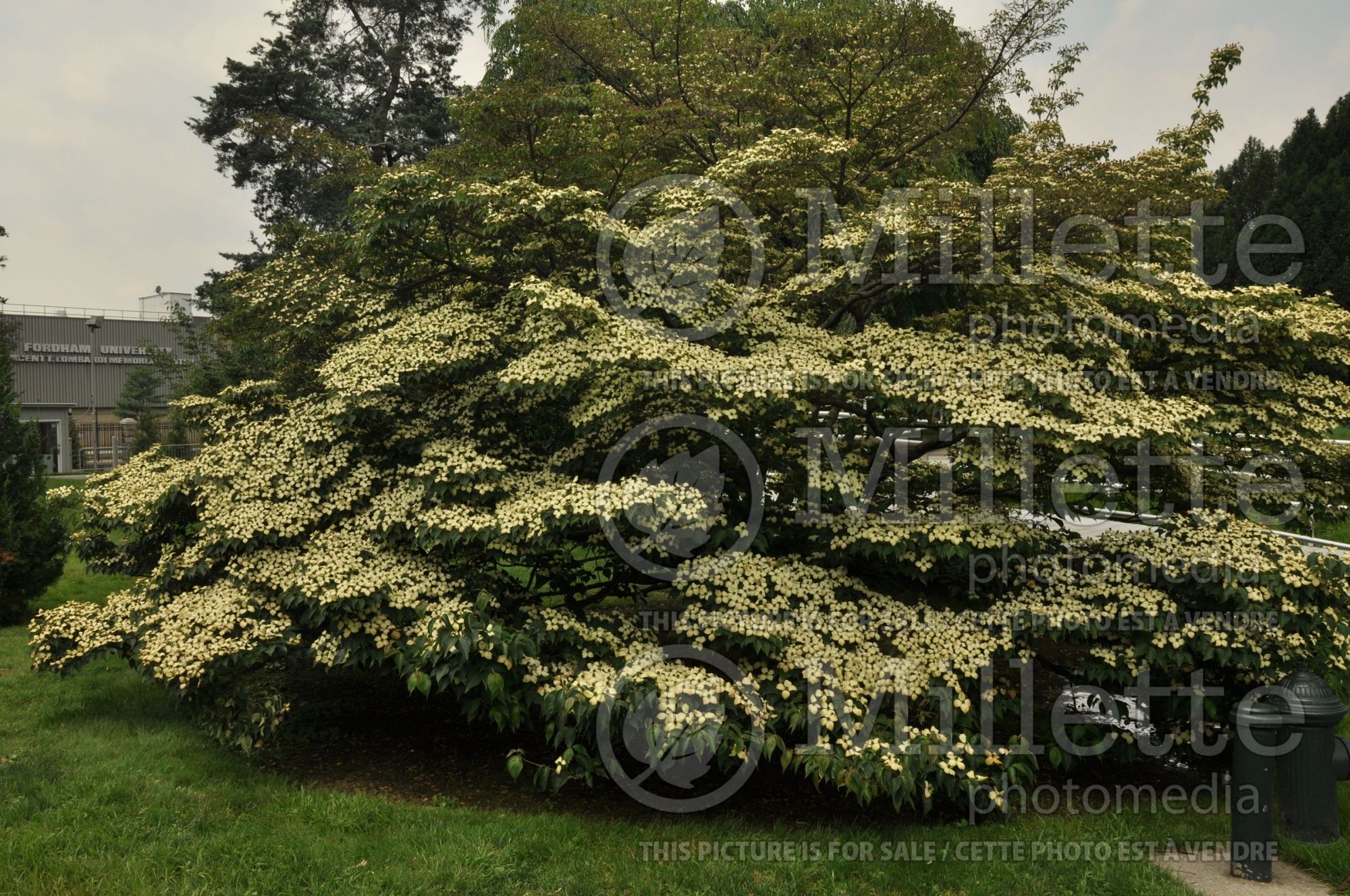 Cornus kousa (Japanese Dogwood) 6
