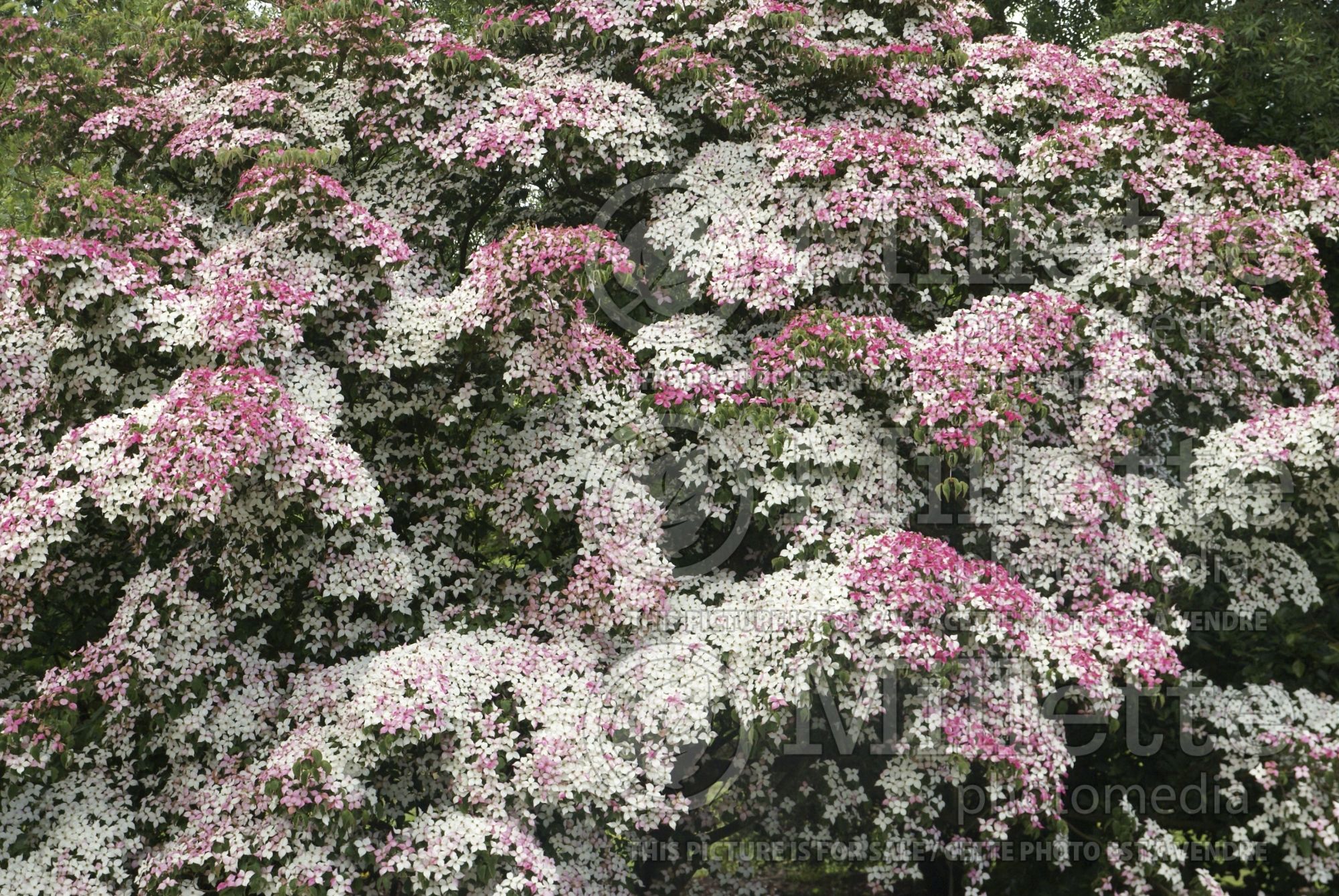 Cornus kousa (Japanese Dogwood) 8