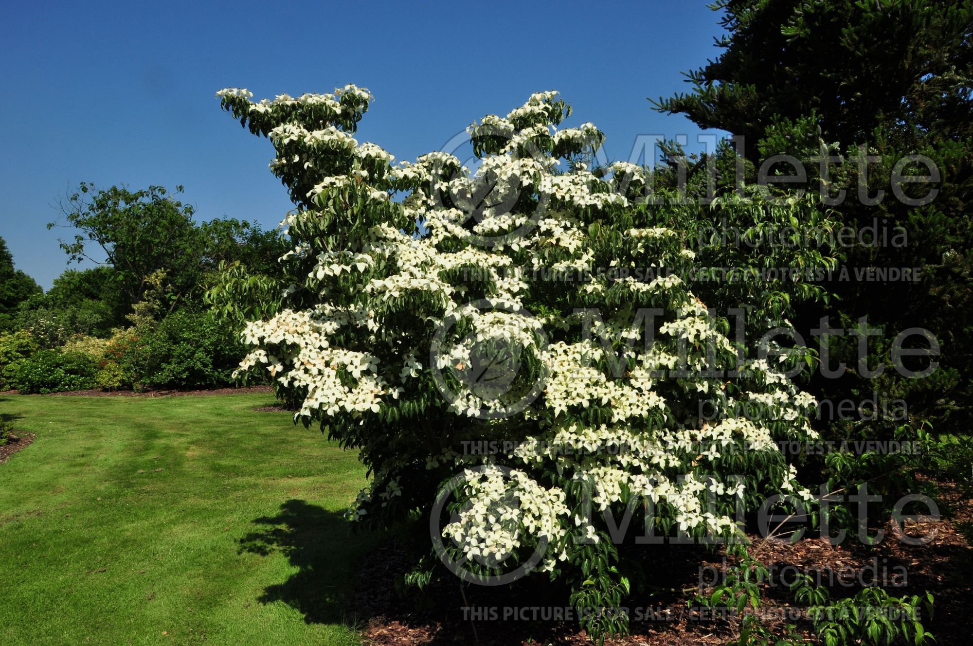 Cornus kousa (Japanese Dogwood) 9