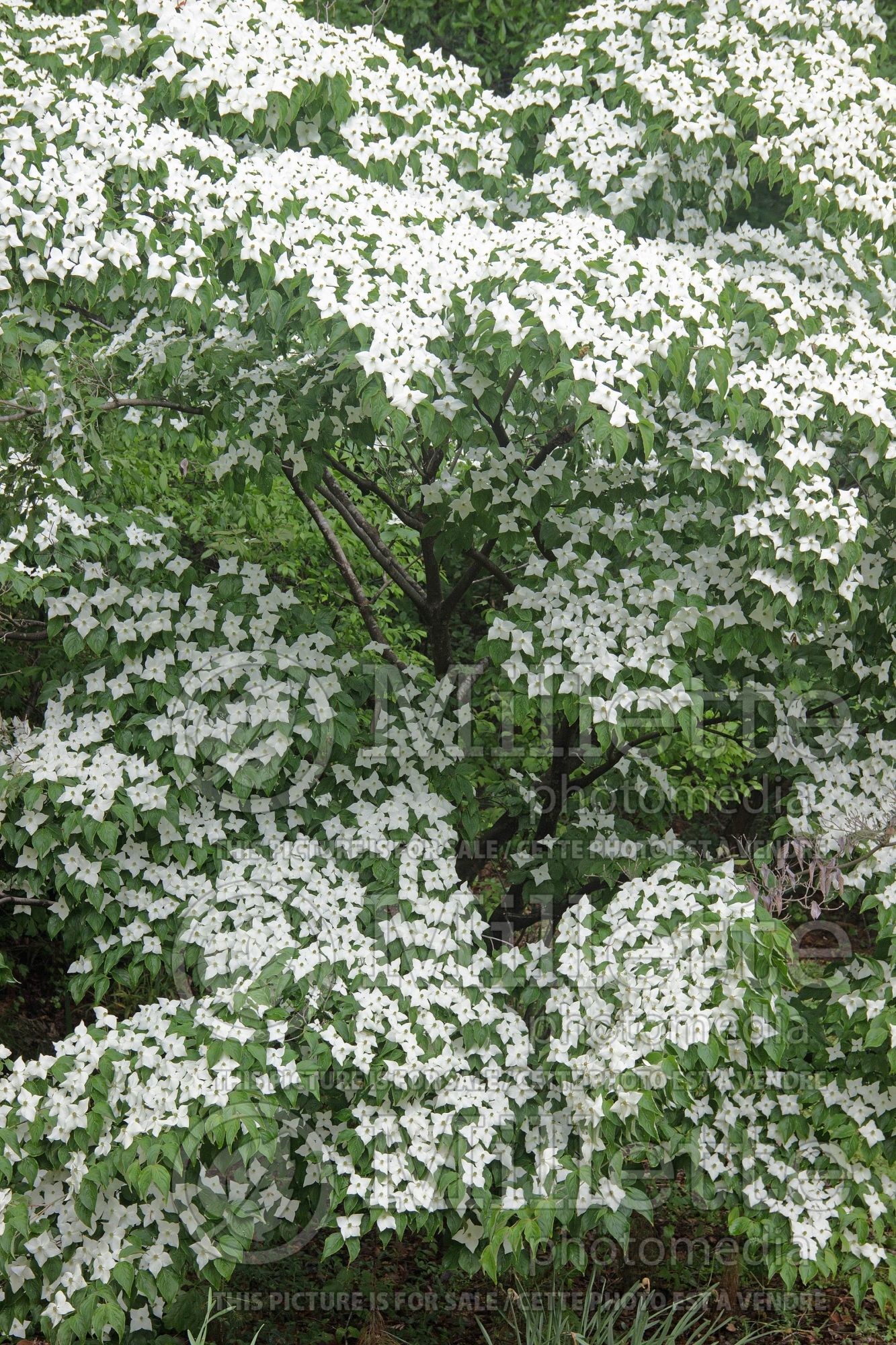 Cornus kousa (Japanese Dogwood) 5