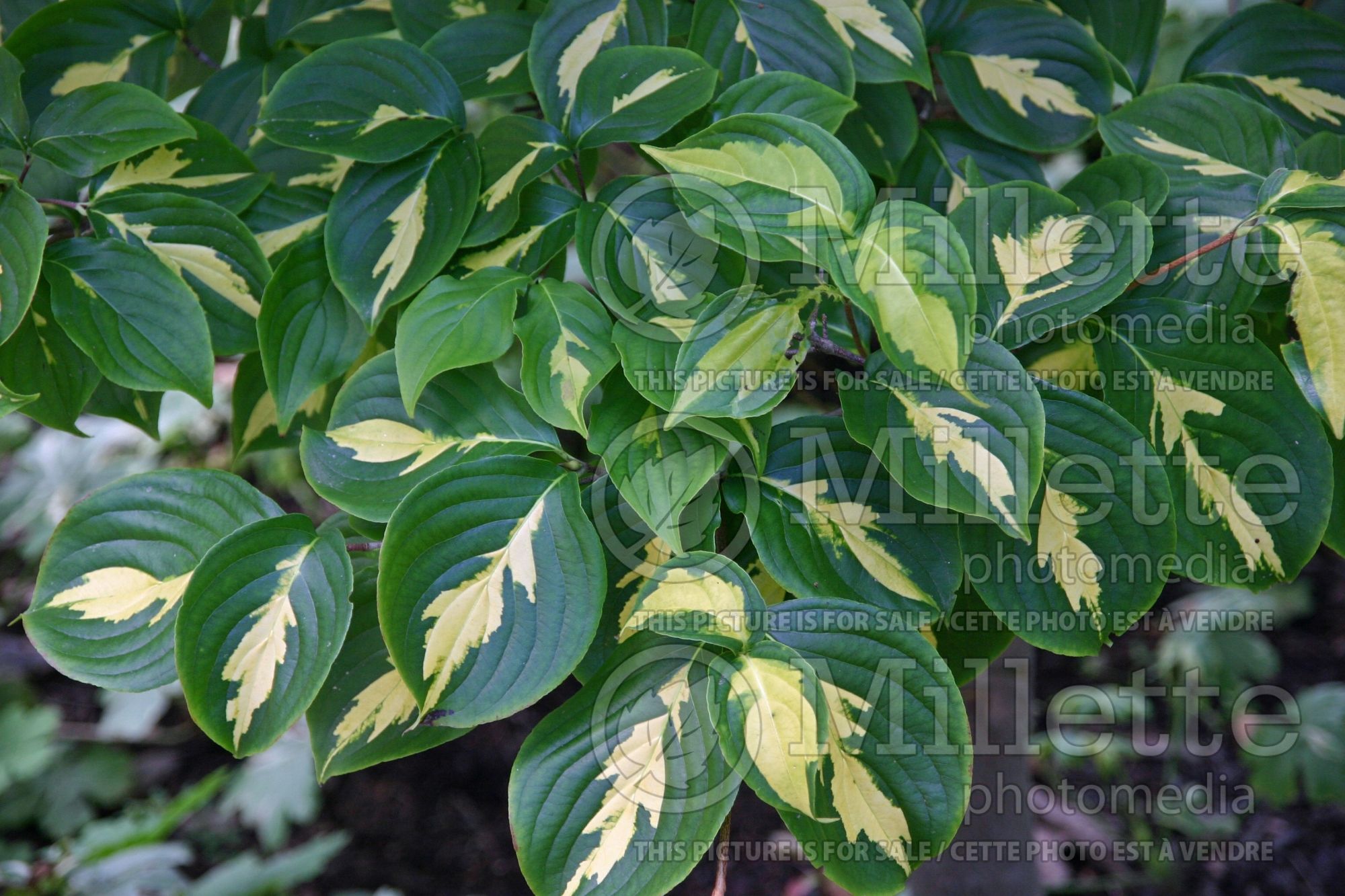 Cornus Gold Cup (dogwood) 1