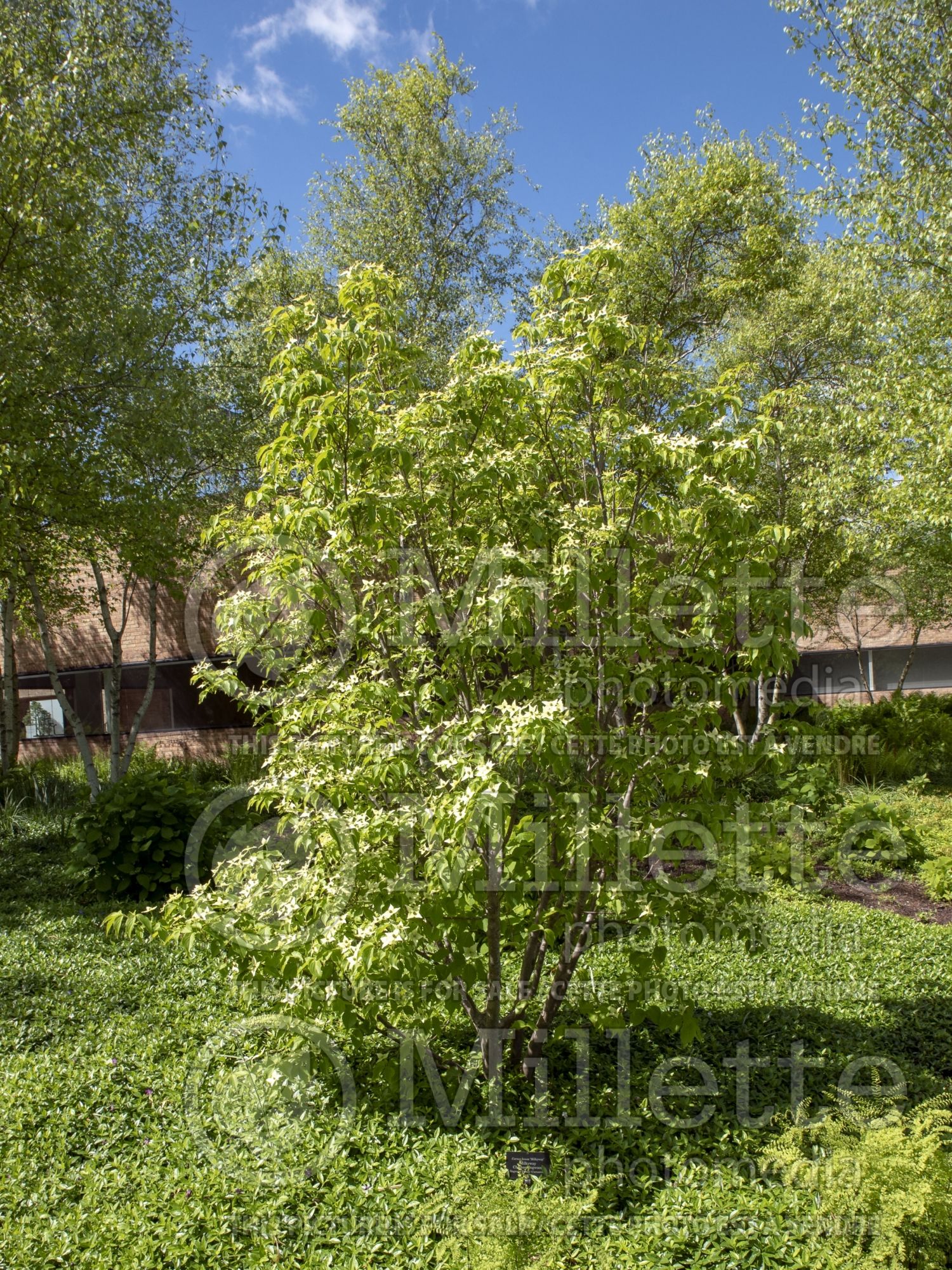 Cornus Milky Way (Japanese Dogwood) 5