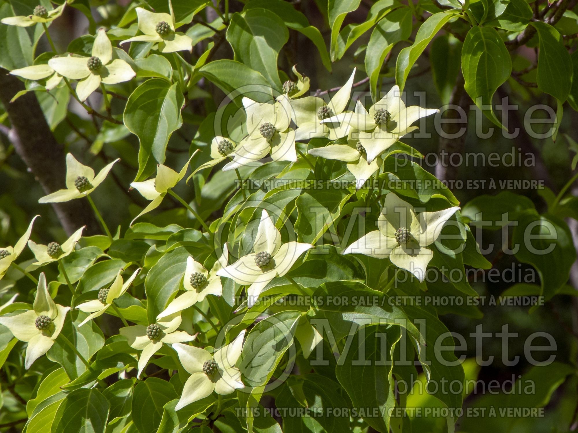 Cornus Milky Way (Japanese Dogwood) 7