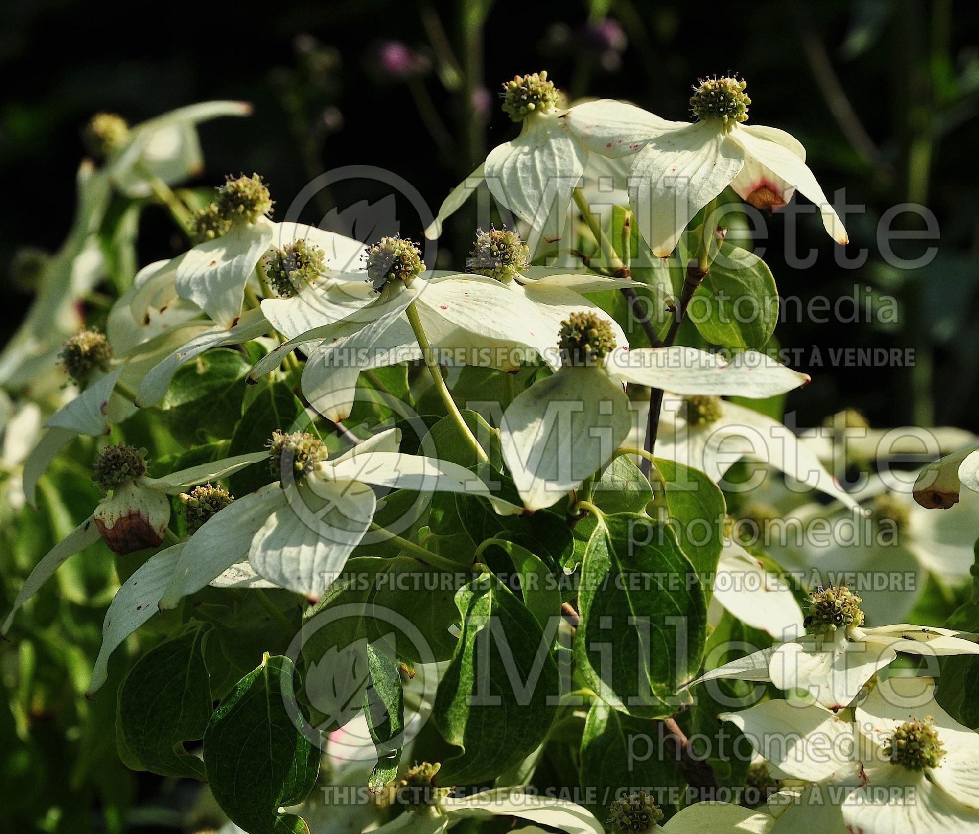 Cornus Milky Way (Japanese Dogwood) 3