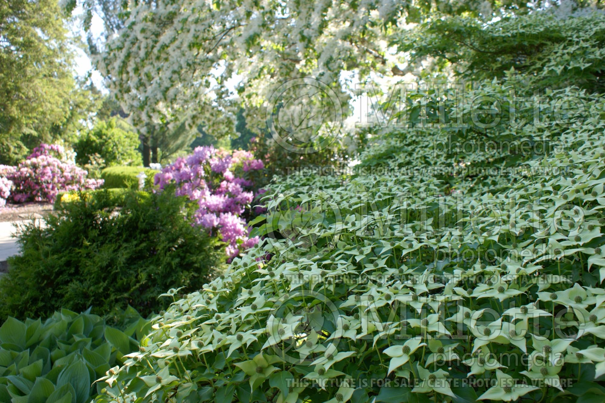 Cornus Milky Way (Japanese Dogwood) 4