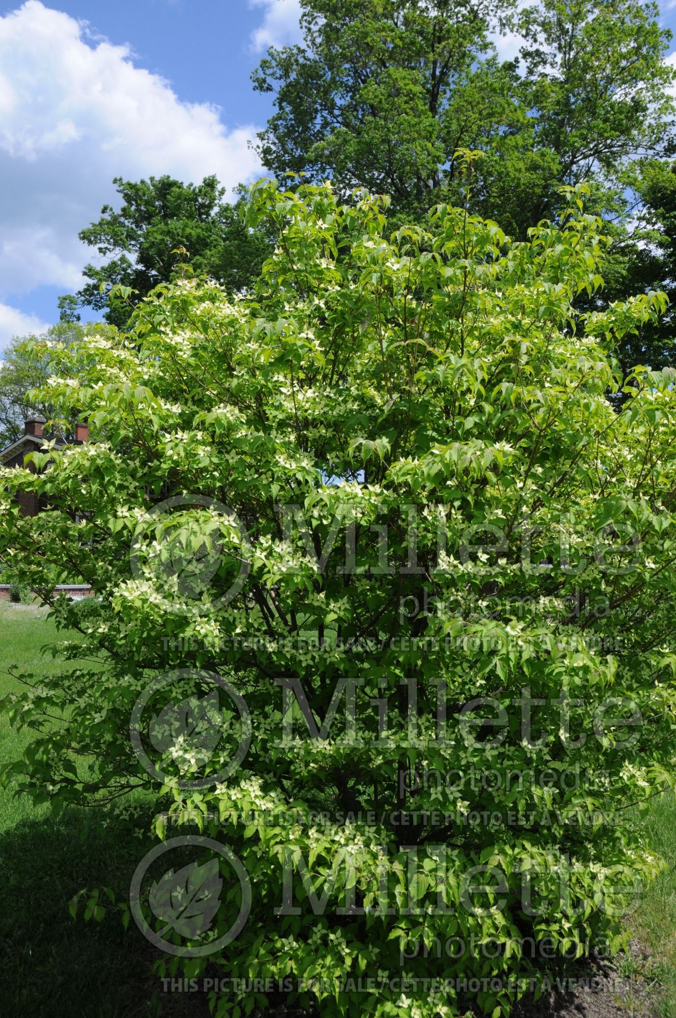 Cornus kousa (Japanese Dogwood) 10