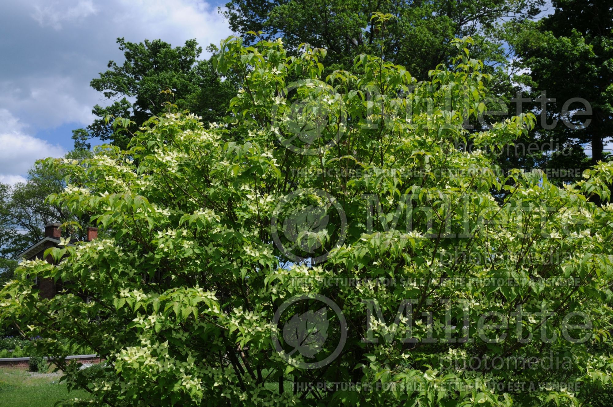 Cornus kousa (Japanese Dogwood) 11