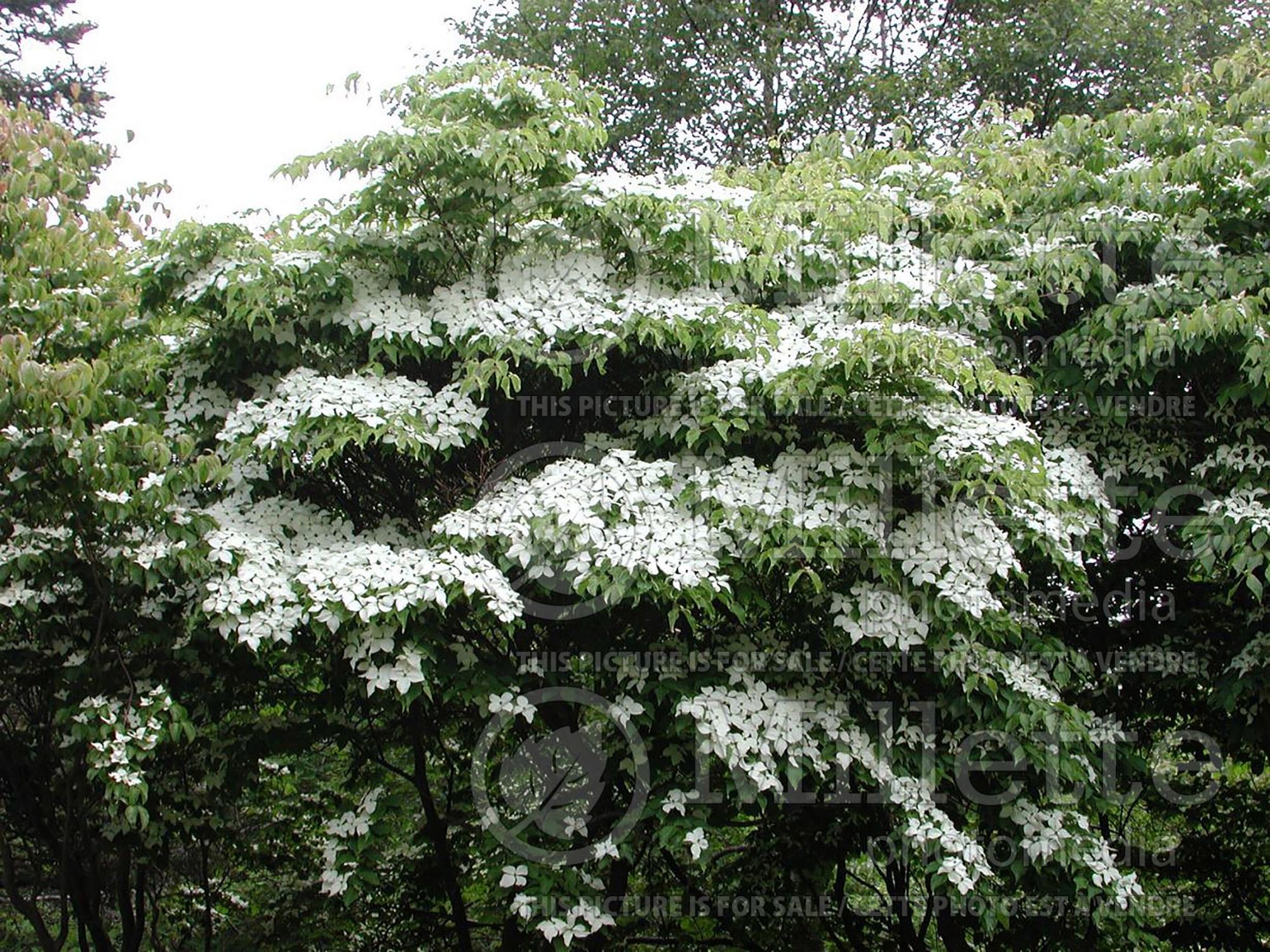 Cornus kousa (Japanese Dogwood) 13
