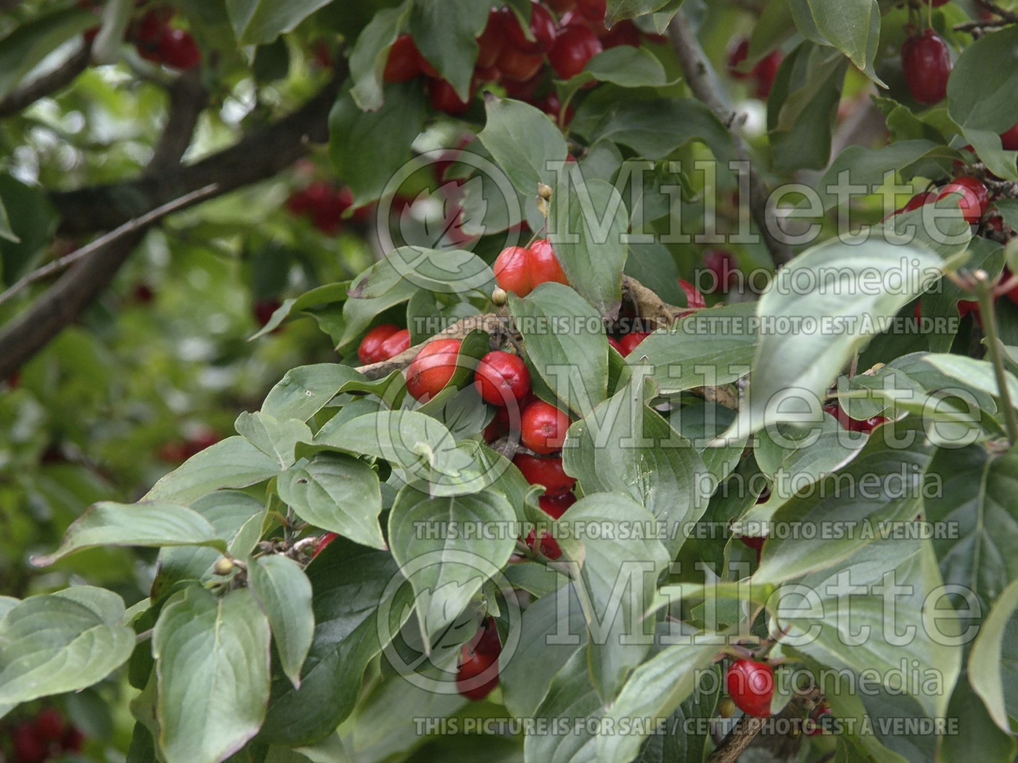 Cornus mas (Cornelian cherry Dogwood) 10