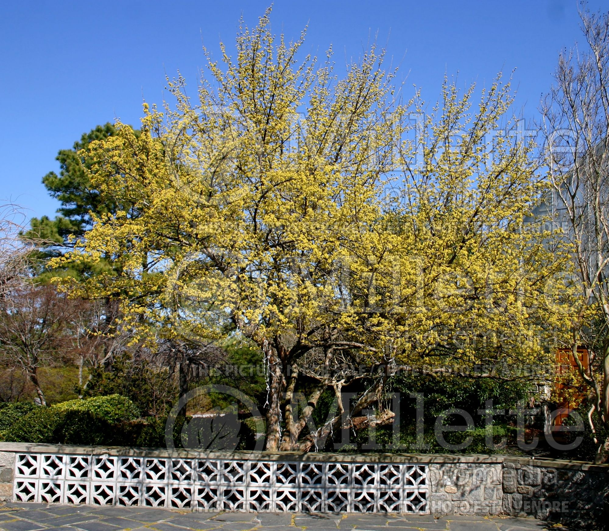 Cornus mas (Cornelian cherry Dogwood) 6