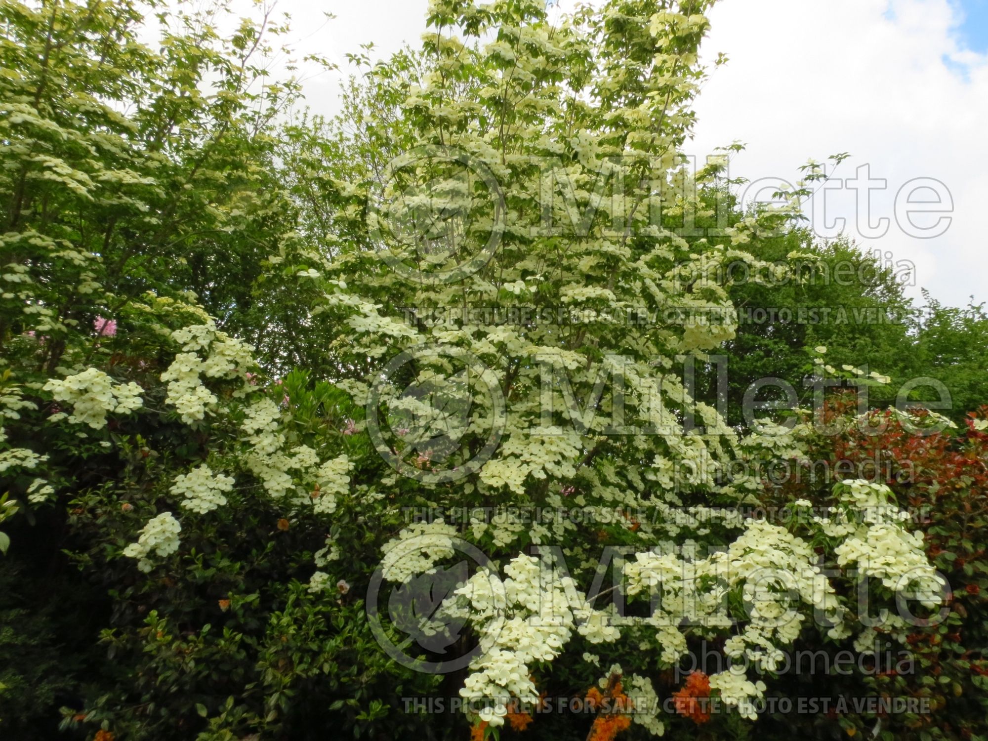 Cornus Aurora aka Rutban (Dogwood) 2