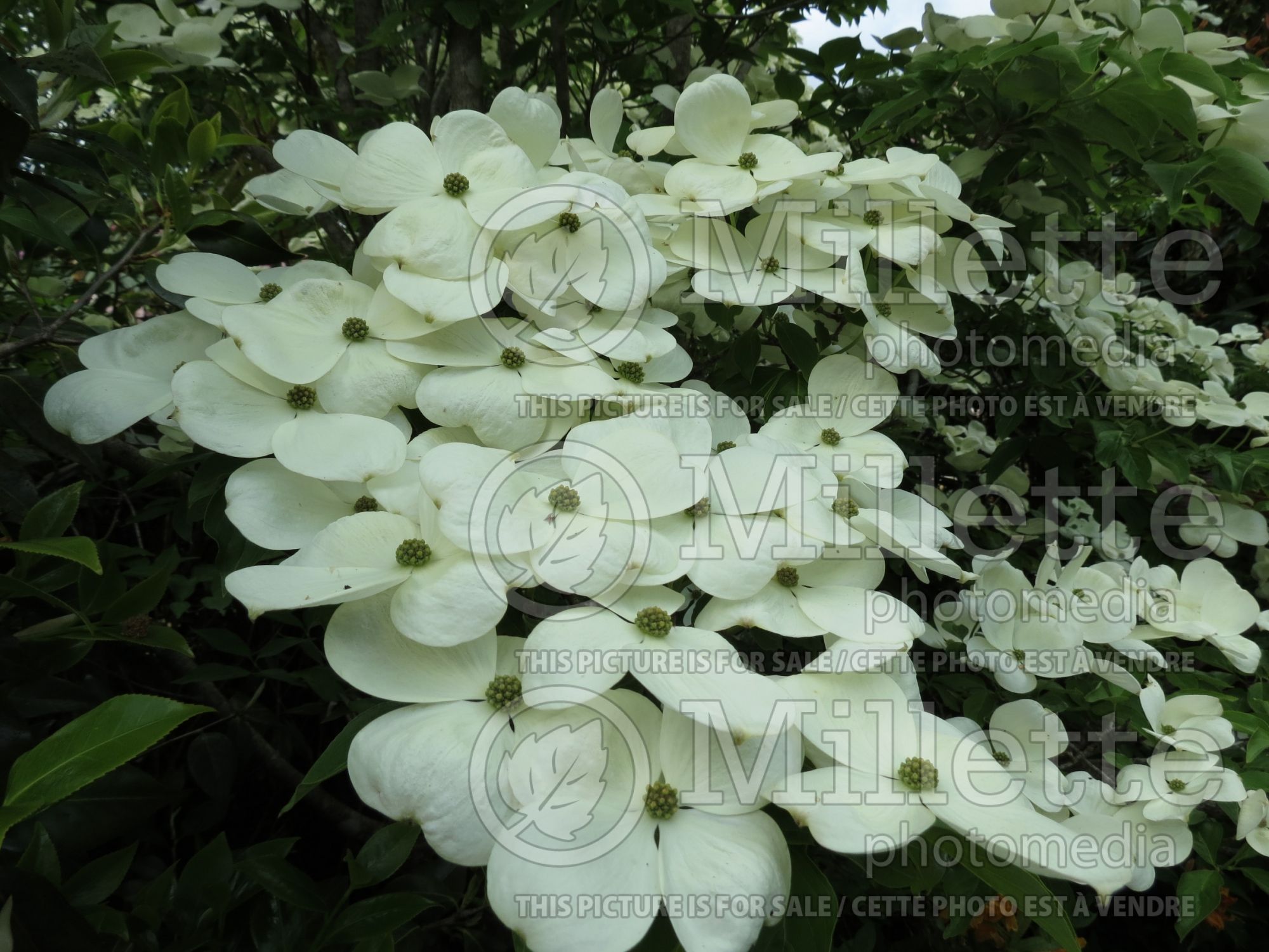 Cornus Aurora aka Rutban (Dogwood) 3