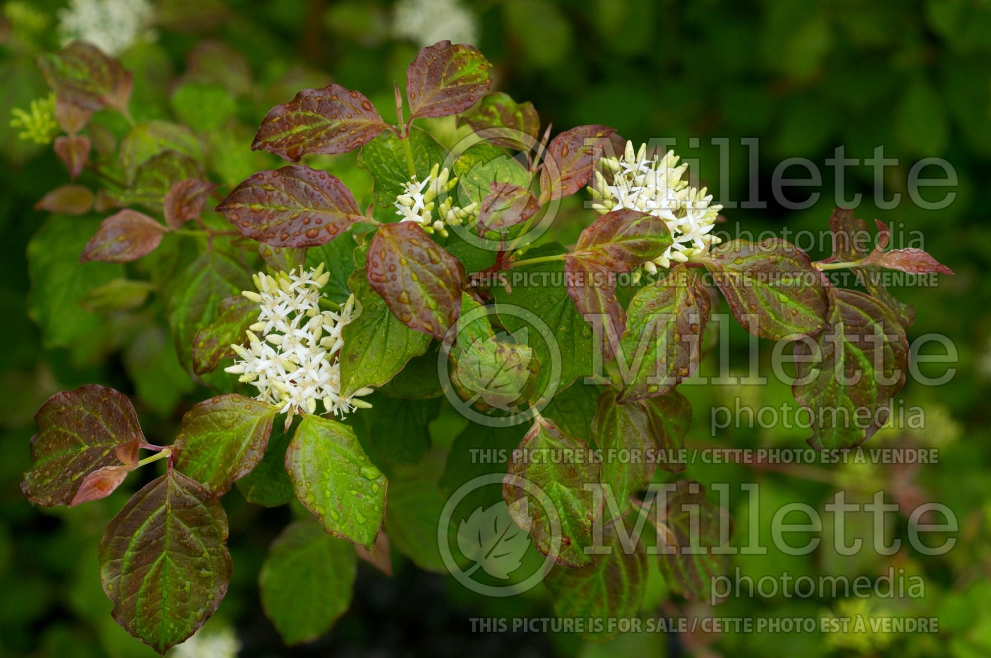 Cornus Midwinter Fire (Dogwood) 14