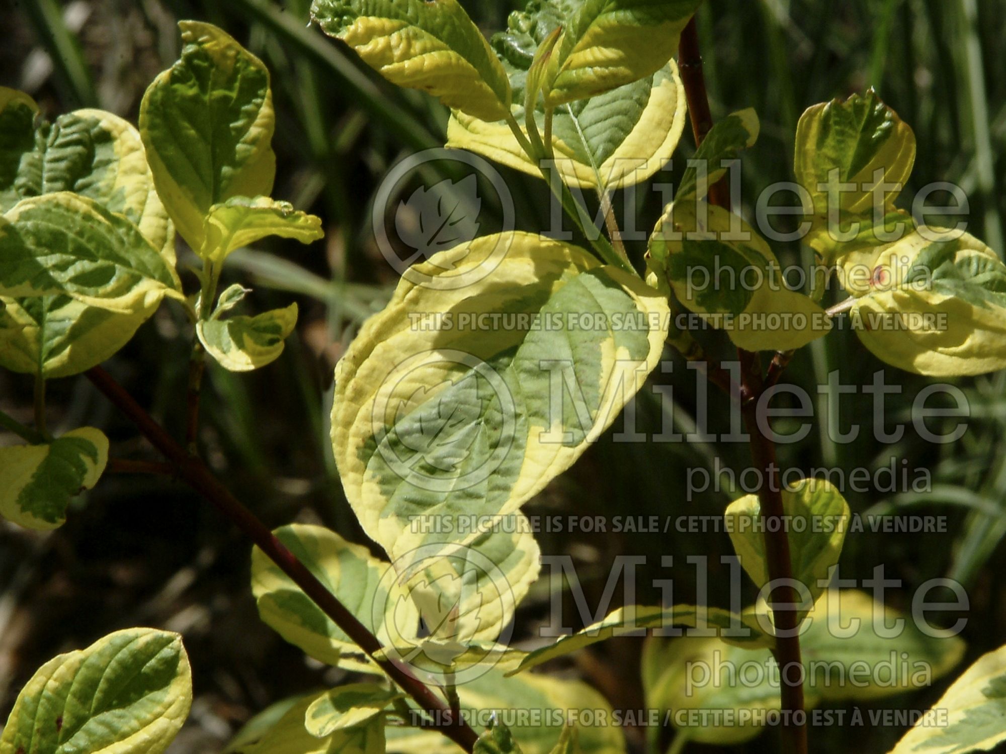 Cornus Hedgerows Gold (red twig dogwood) 1