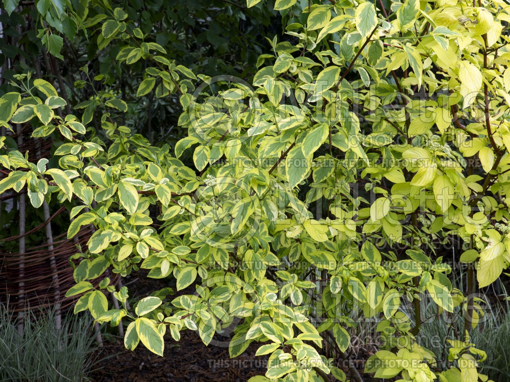 Cornus Hedgerows Gold (red twig dogwood) 2