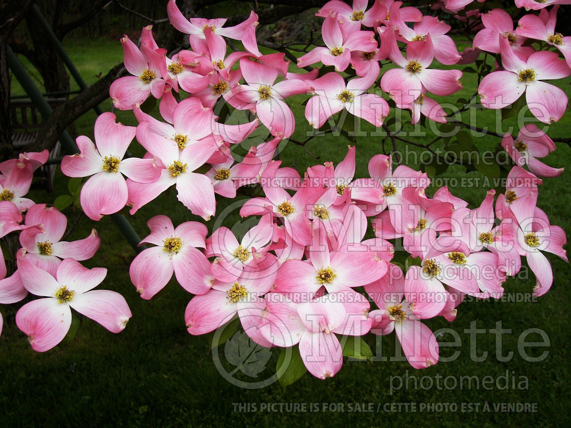 Cornus Stellar Pink aka Rutgan (Japanese Dogwood) 6
