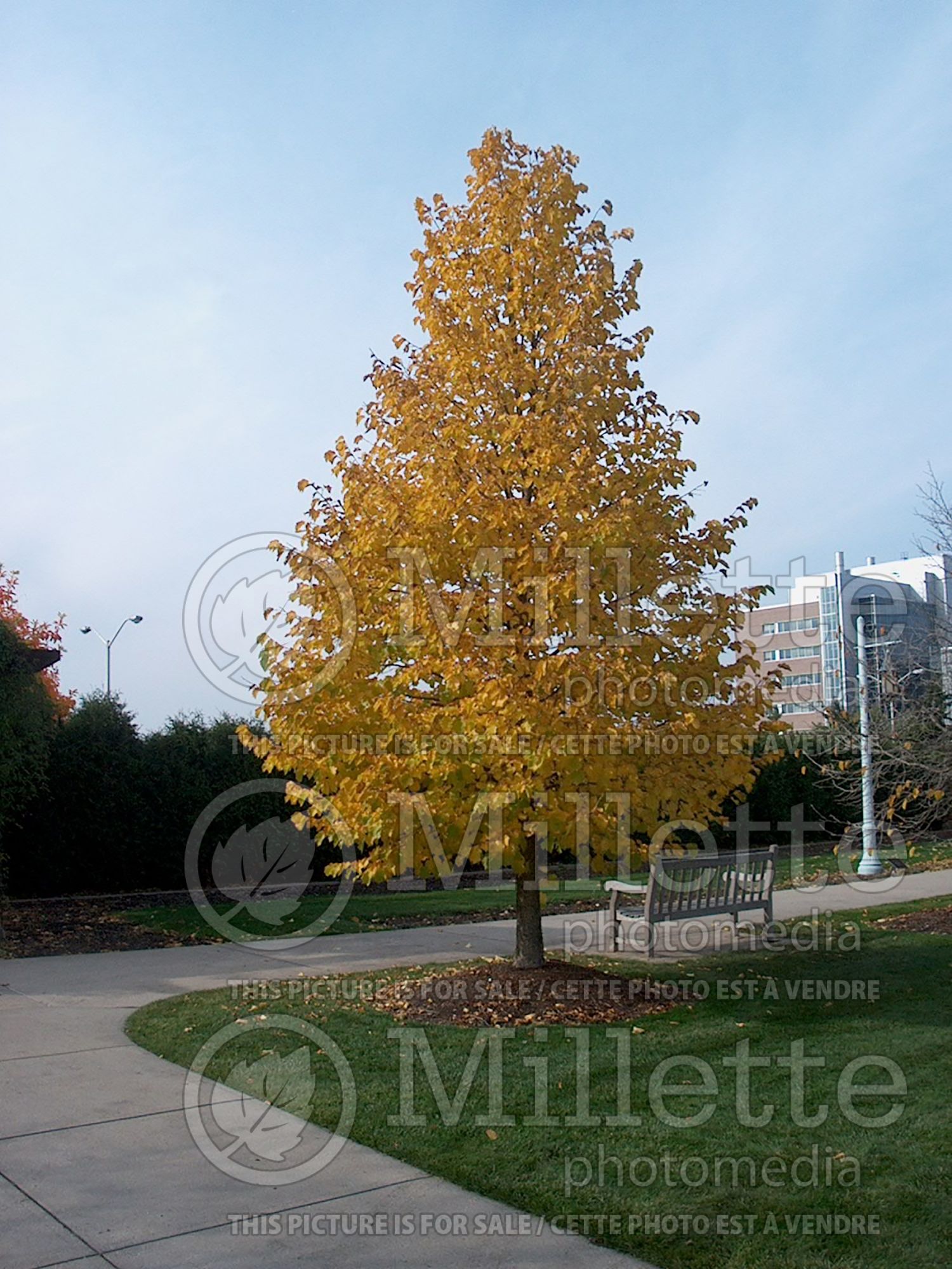 Corylus colurna (Hazel hazelnut) 5