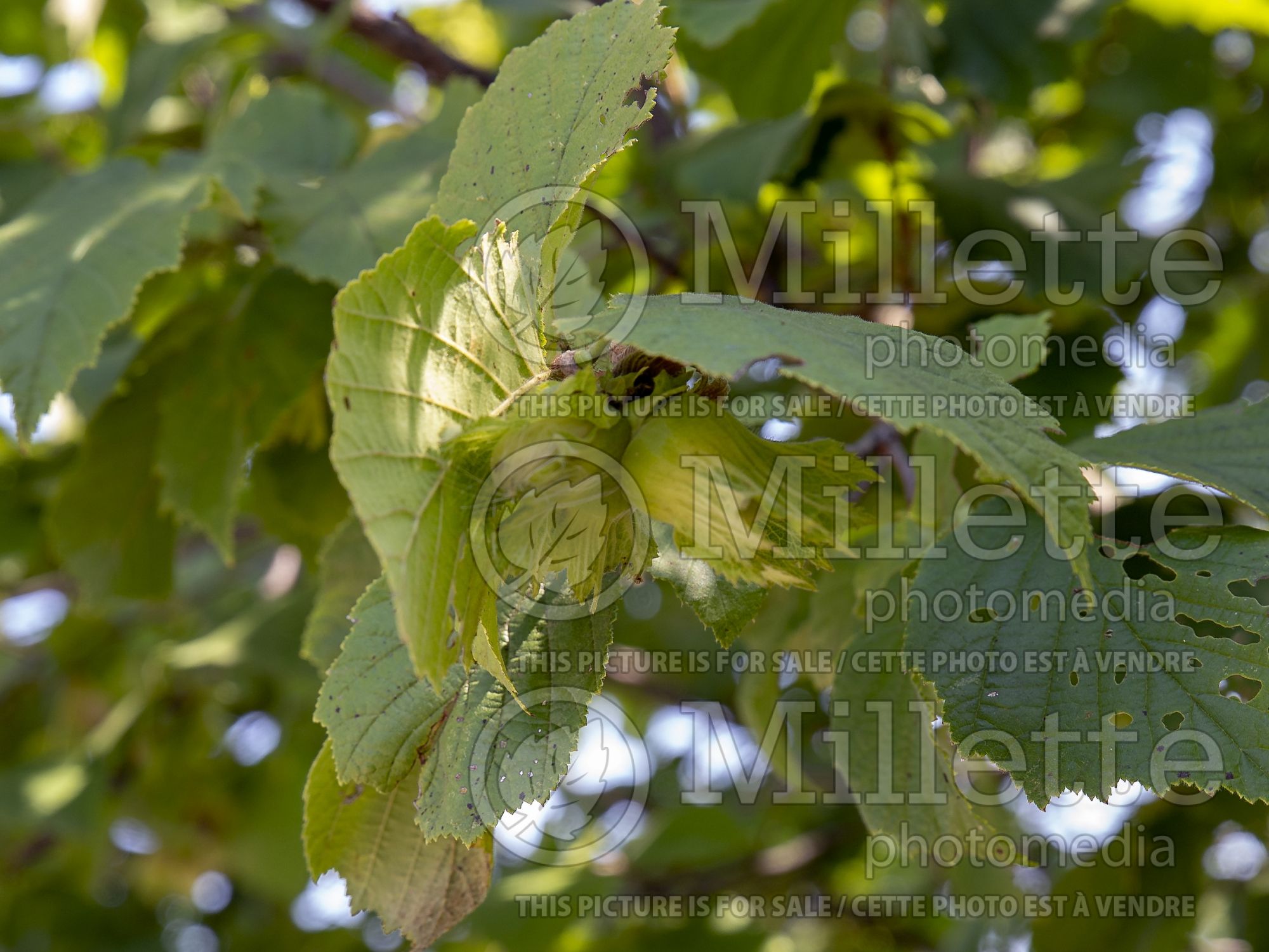 Corylus Precocious (Hazel hazelnut) 2