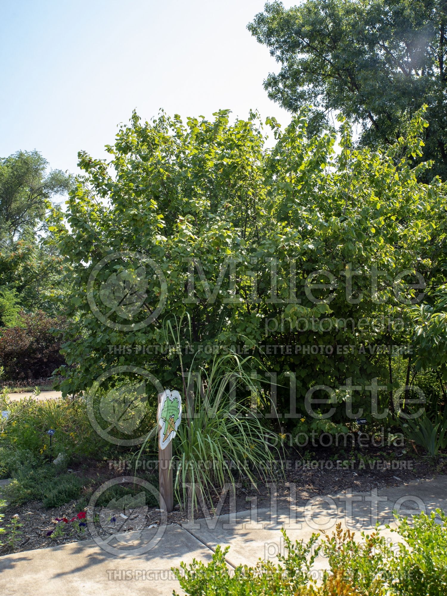 Corylus Precocious (Hazel hazelnut) 1