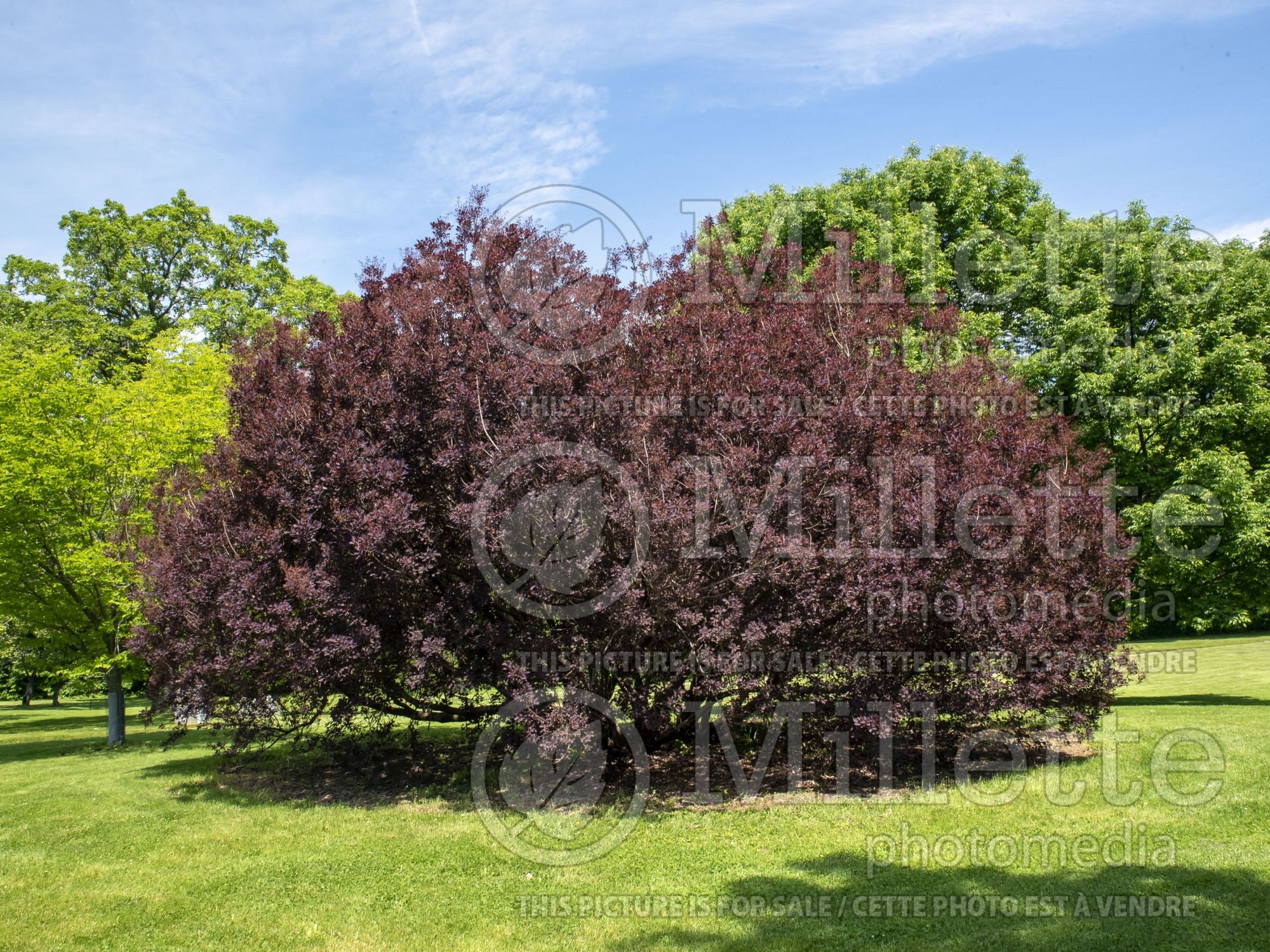 Cotinus Purple Supreme (Smoketree) 2